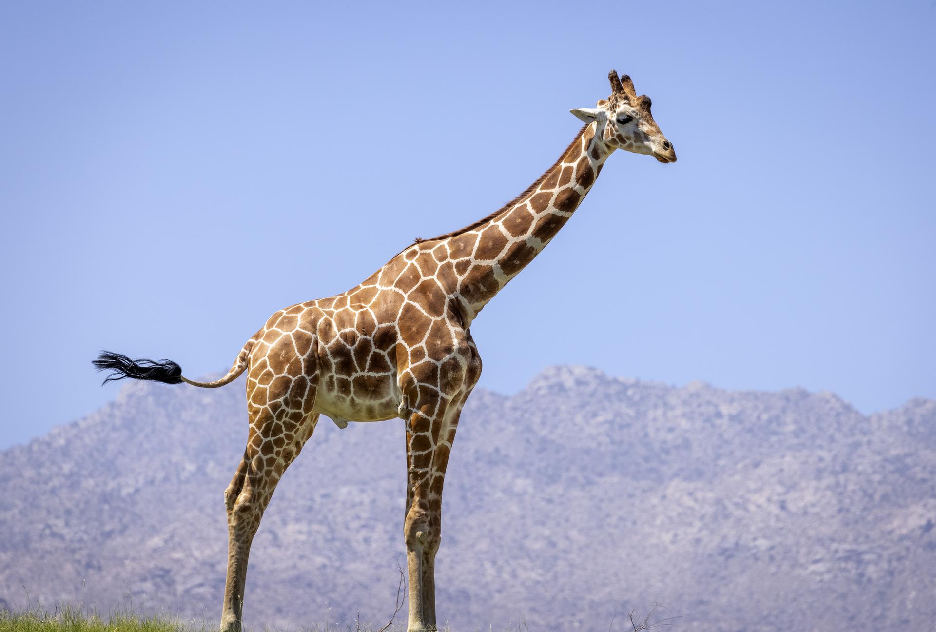 A giraffe stands tall against a clear sky and distant mountains.
