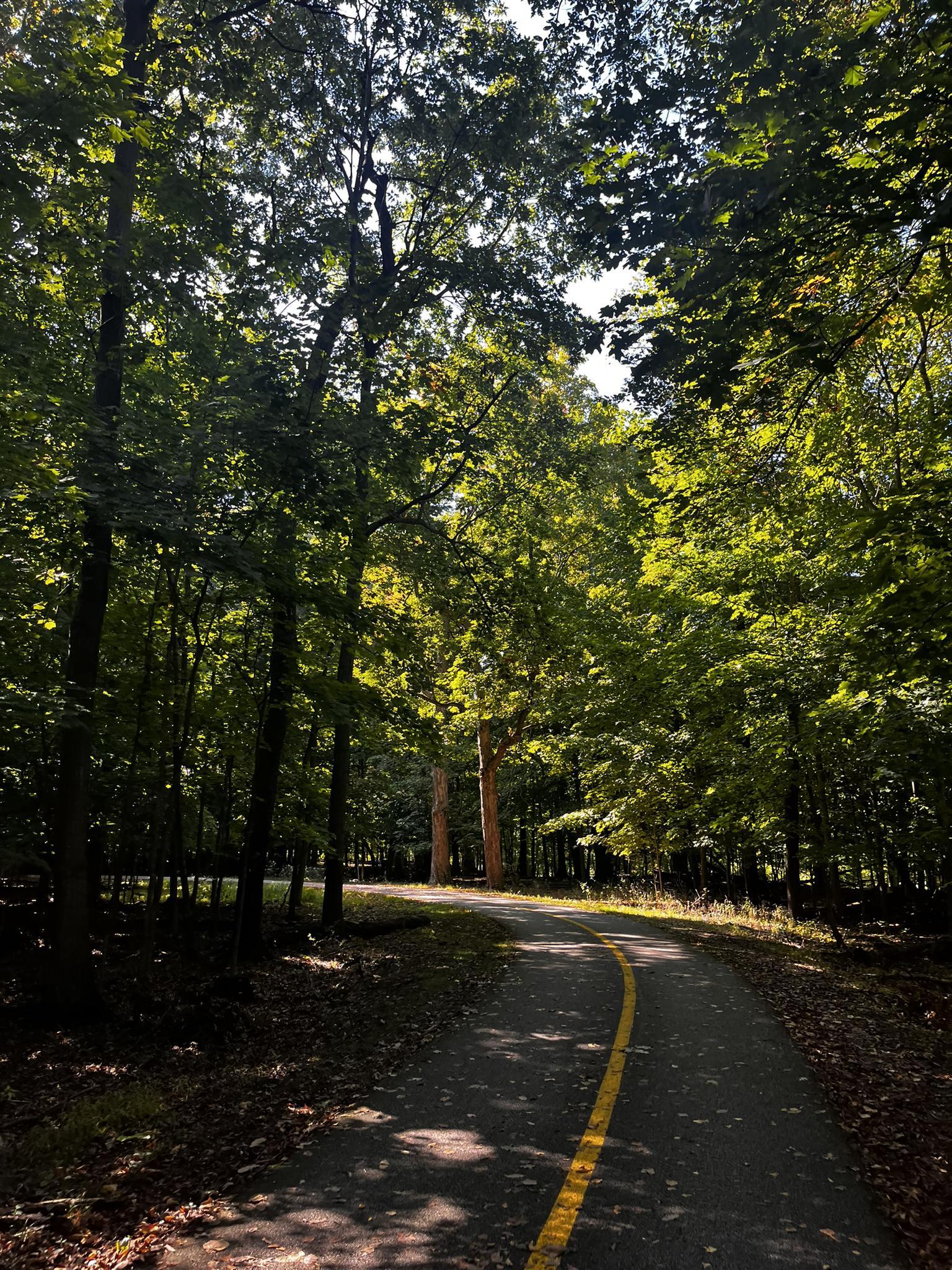 A paved path with a yellow line curves through a dense green forest.