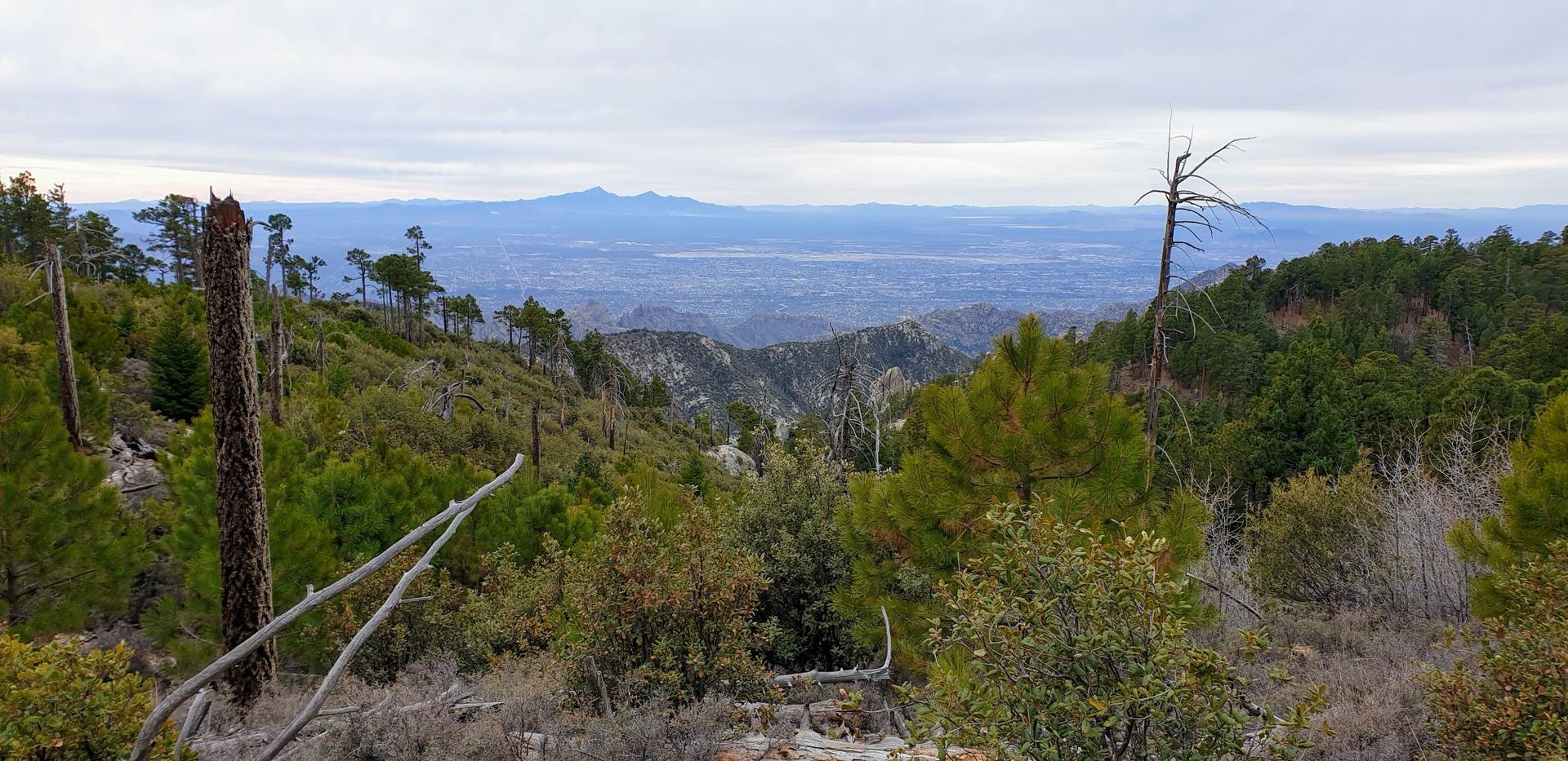 Overcast view of forested mountains and a distant valley with scattered dead trees.