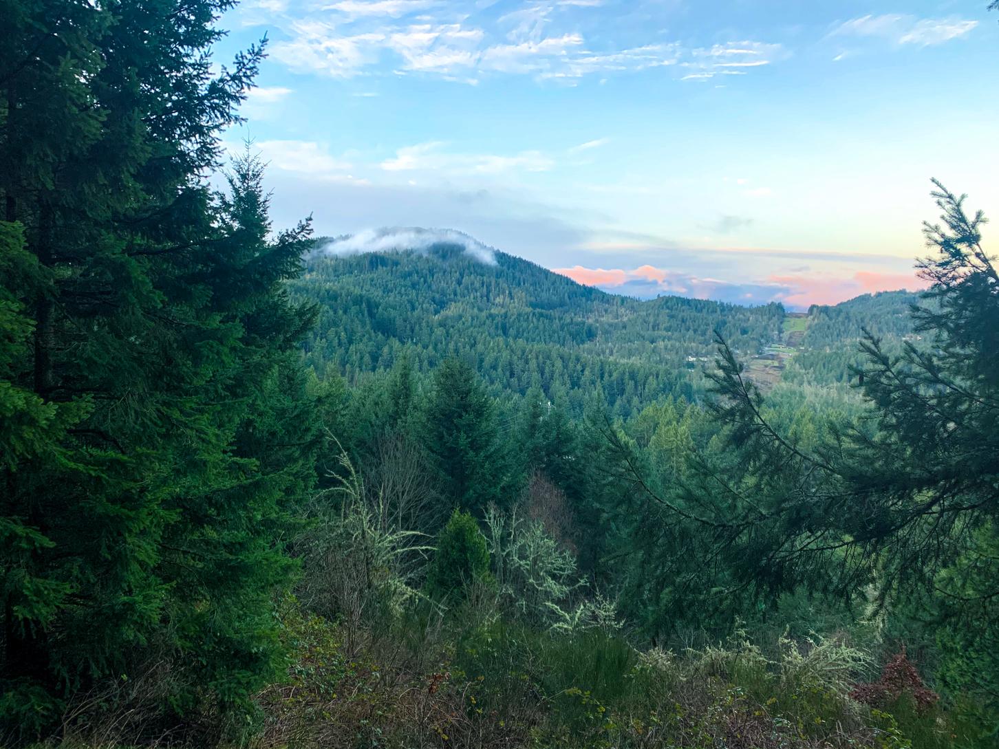 Vast evergreen forest landscape with misty mountains under a pastel sky.