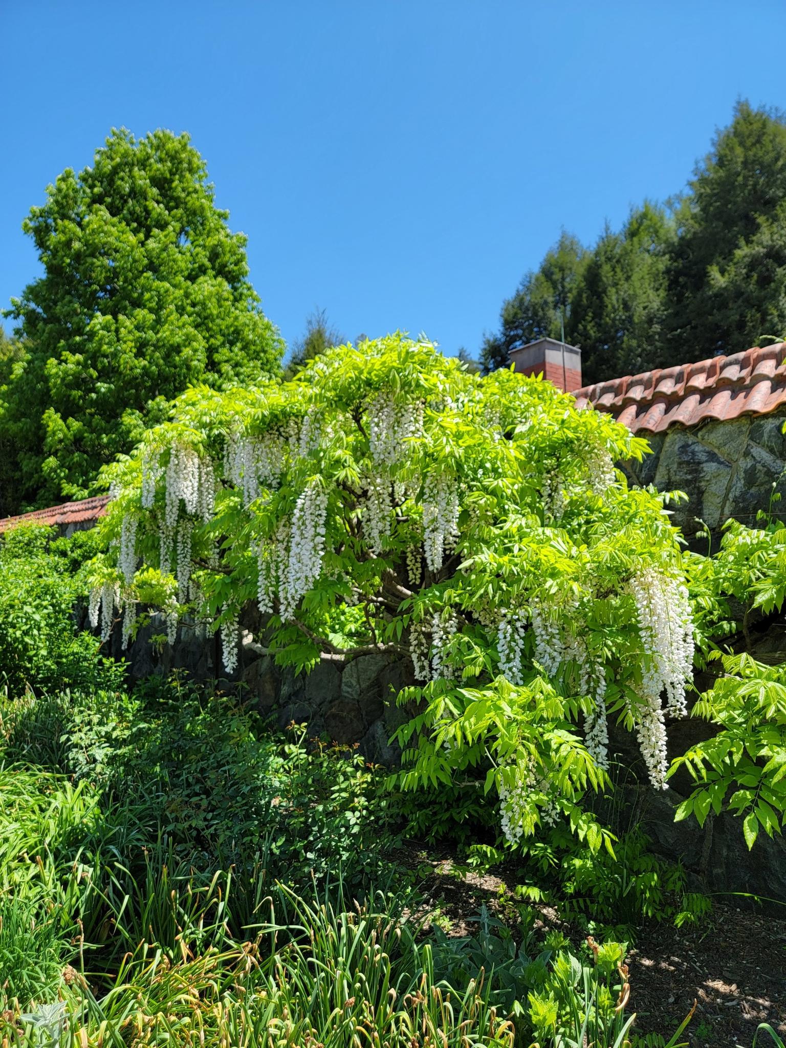 Vibrant green tree with cascading white wisteria blossoms under a bright blue sky.