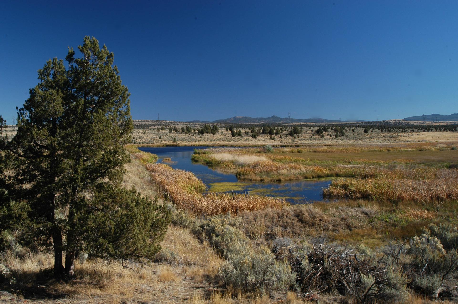 A large tree overlooks a winding stream in a sunny, marshy landscape.
