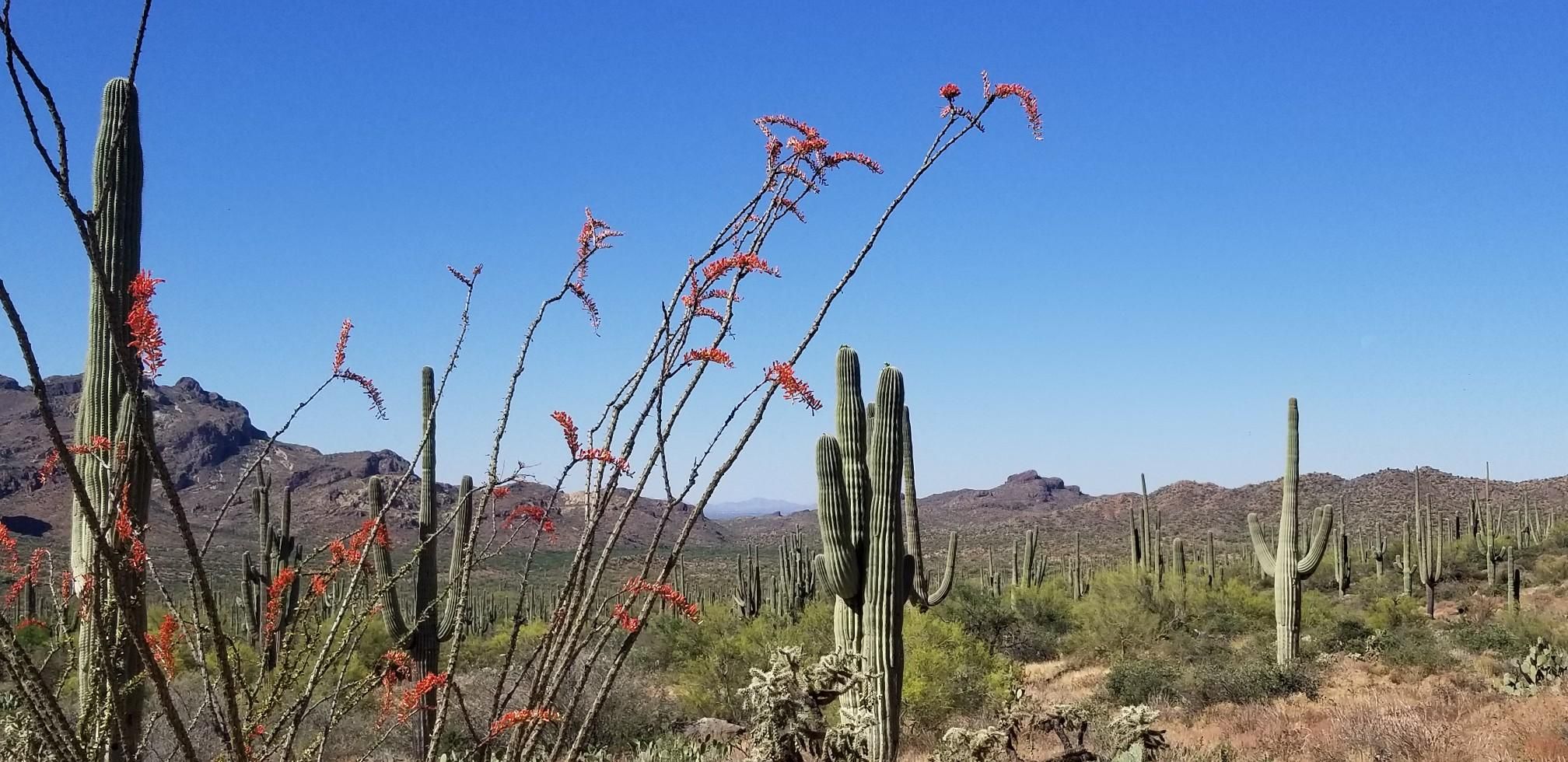 Desert landscape with blooming ocotillo and saguaro cacti under clear blue sky. - Miners Summit loop via Bluff Spring Canyon Trail