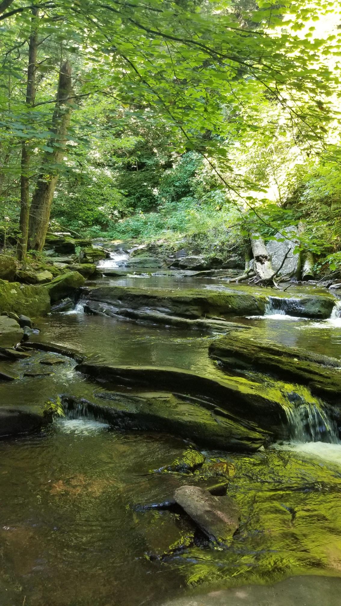 Clear stream flowing over mossy rocks in a sun-dappled green forest.