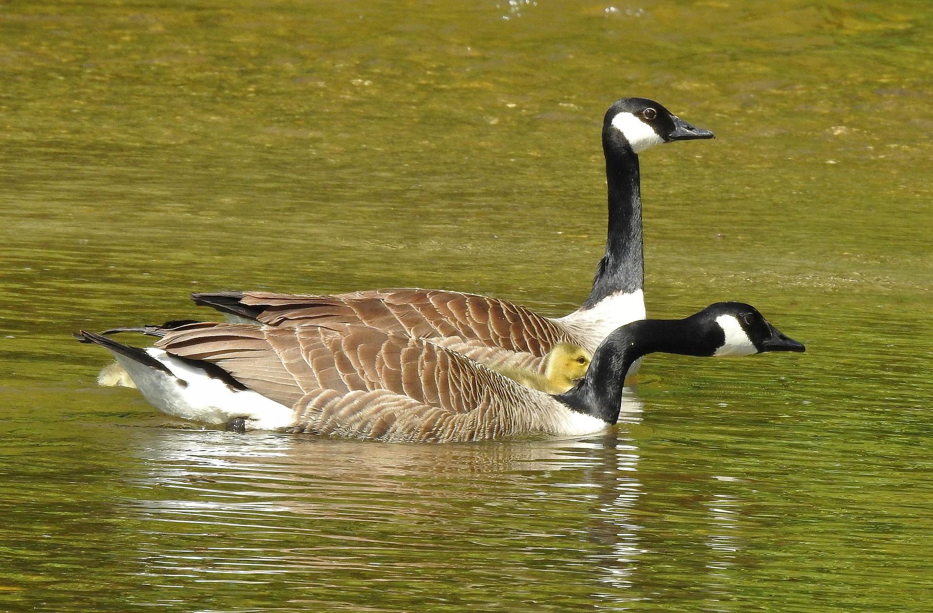 Two geese and a small gosling swim together on green water.