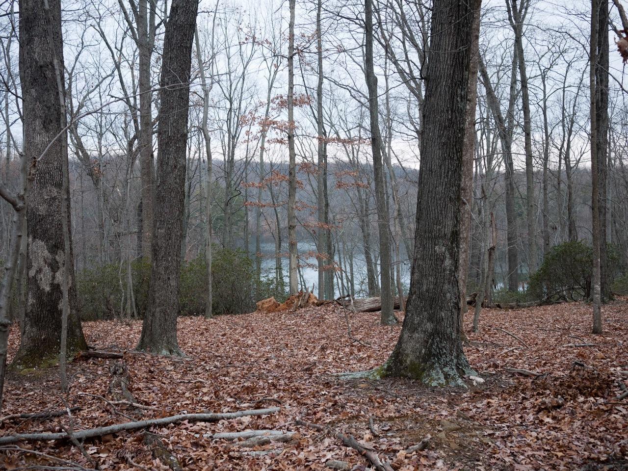 Bare forest with fallen leaves, a glimpse of a lake in the distance.