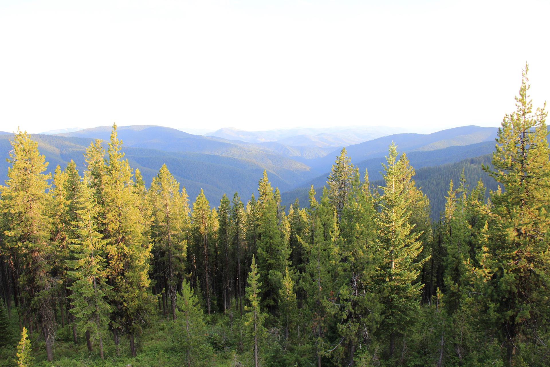 Sunlit pine trees overlook a vast mountain range under a clear sky.