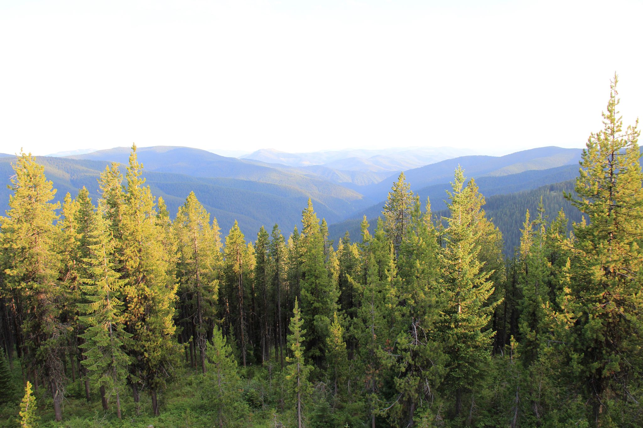Sunlit pine trees overlook a vast mountain range under a clear sky. - Fernan Lake to Fernan Saddle