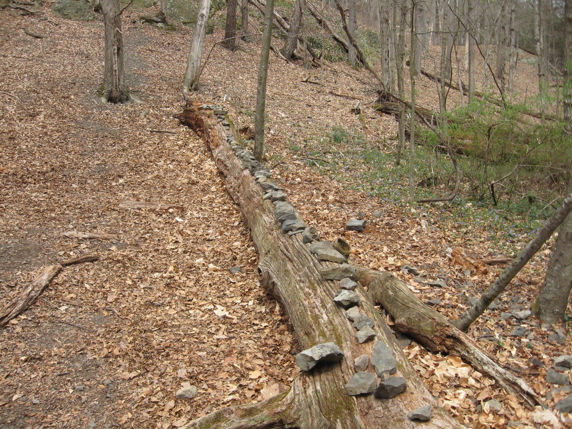 Fallen log covered with small rocks on a leaf-strewn forest floor.