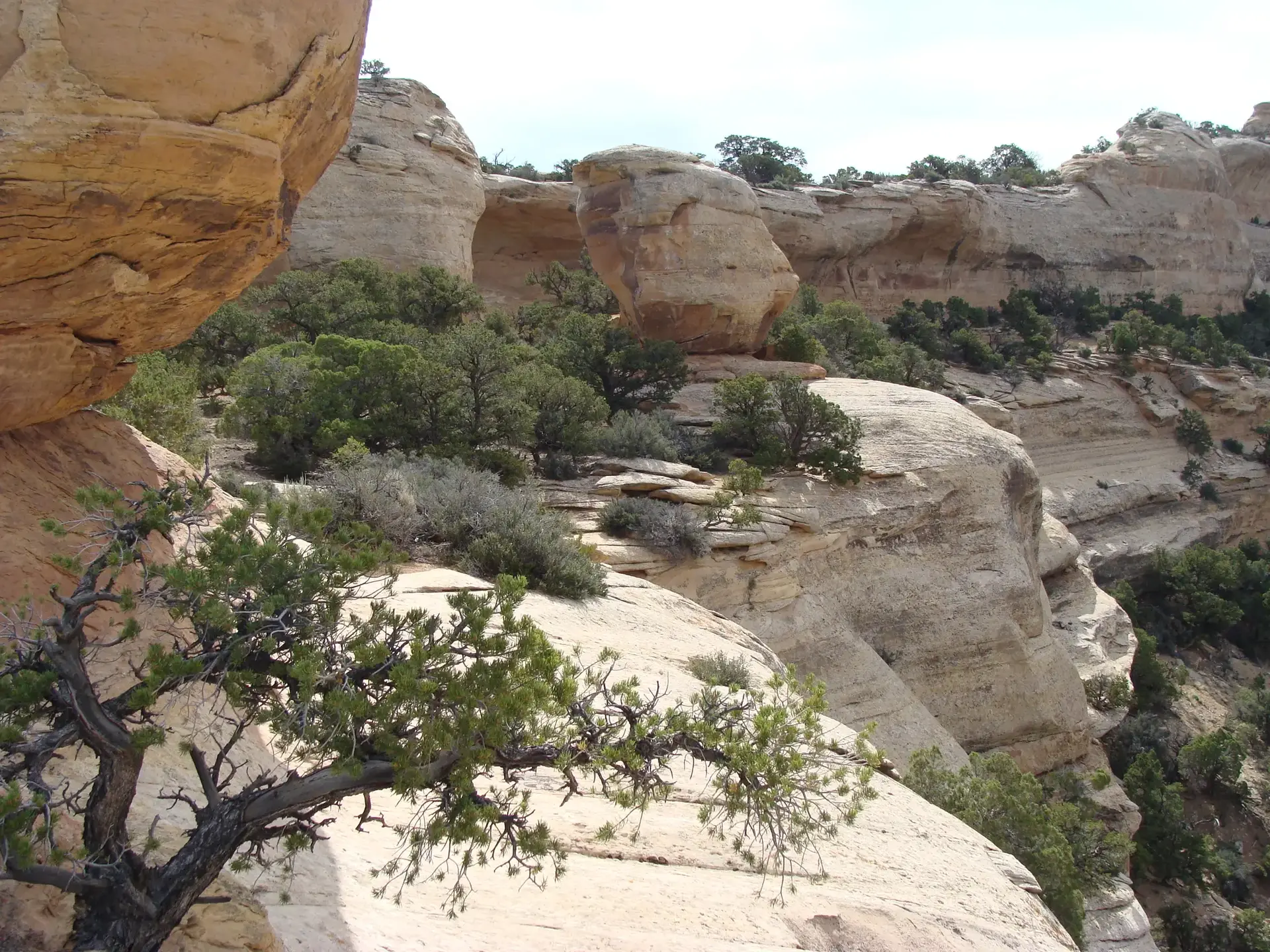 Sunny view of rugged sandstone cliffs and green desert shrubs in a canyon.