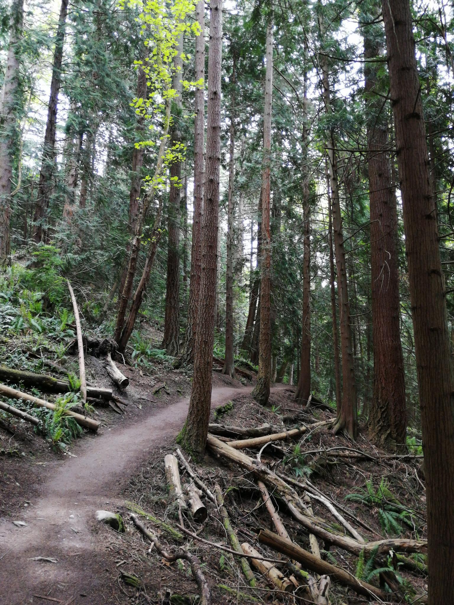 A winding dirt trail ascends through a dense forest with tall trees and fallen logs.