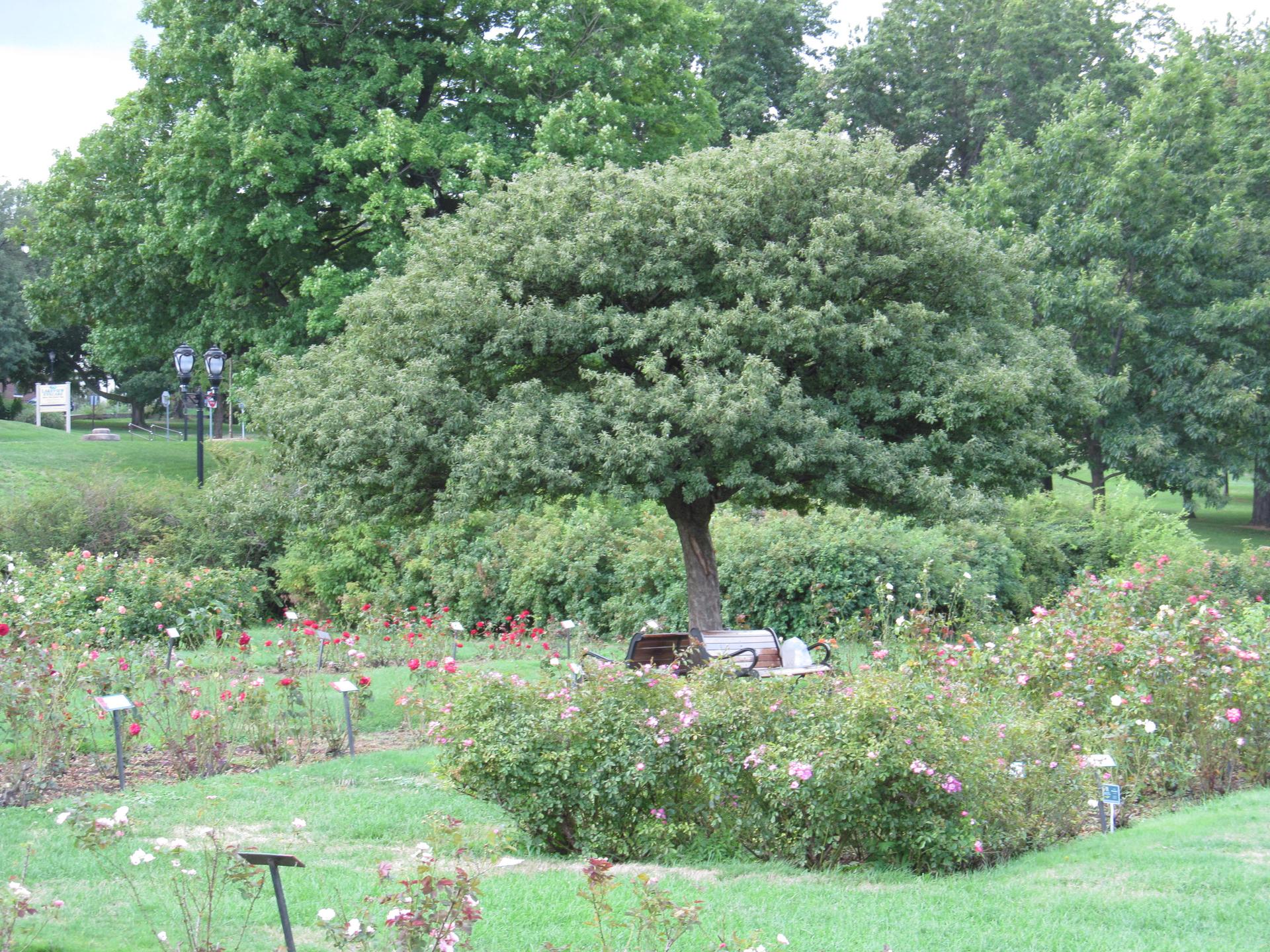 A large, leafy tree stands in a vibrant rose garden on a bright day.