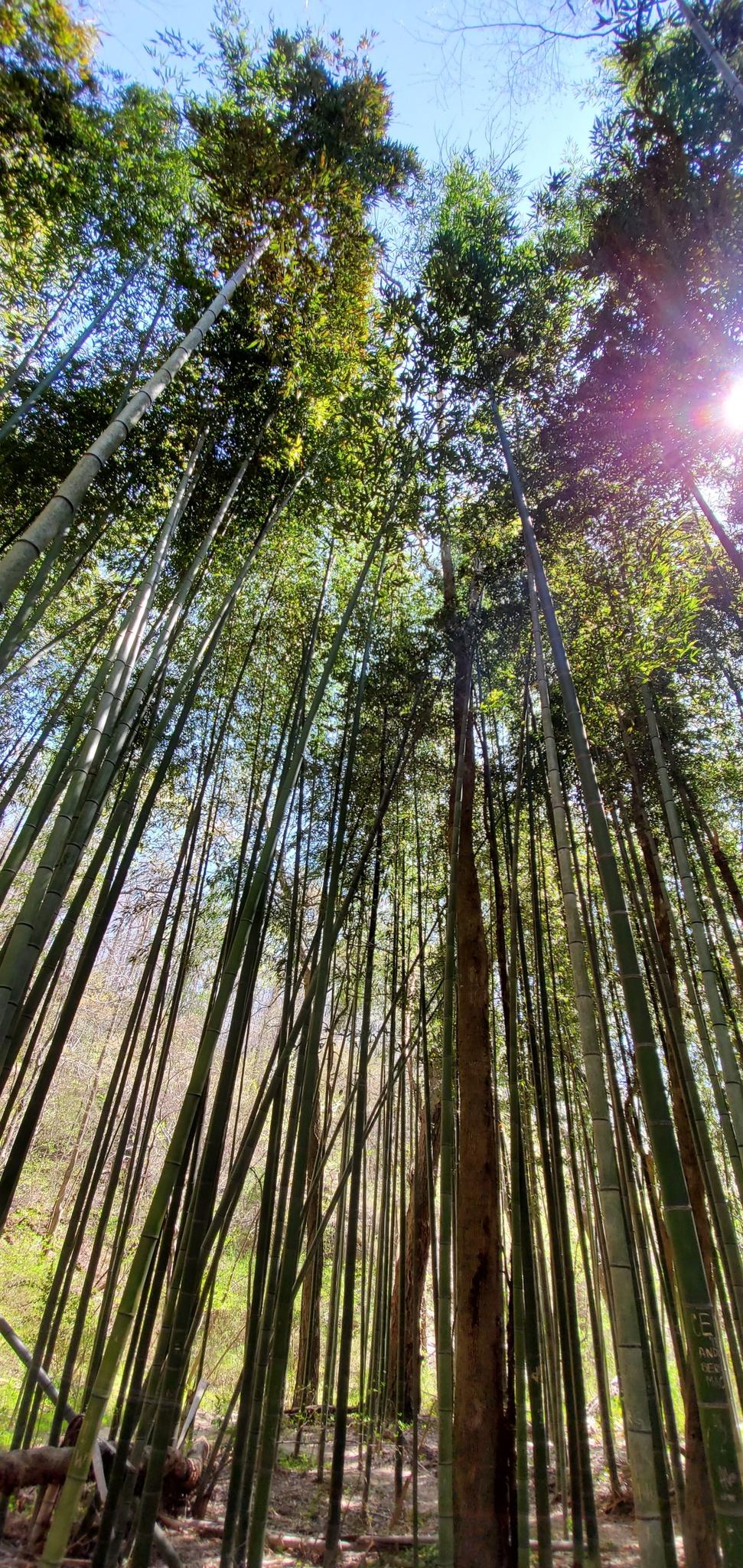 Looking up at a dense bamboo forest with bright sunlight filtering through.
