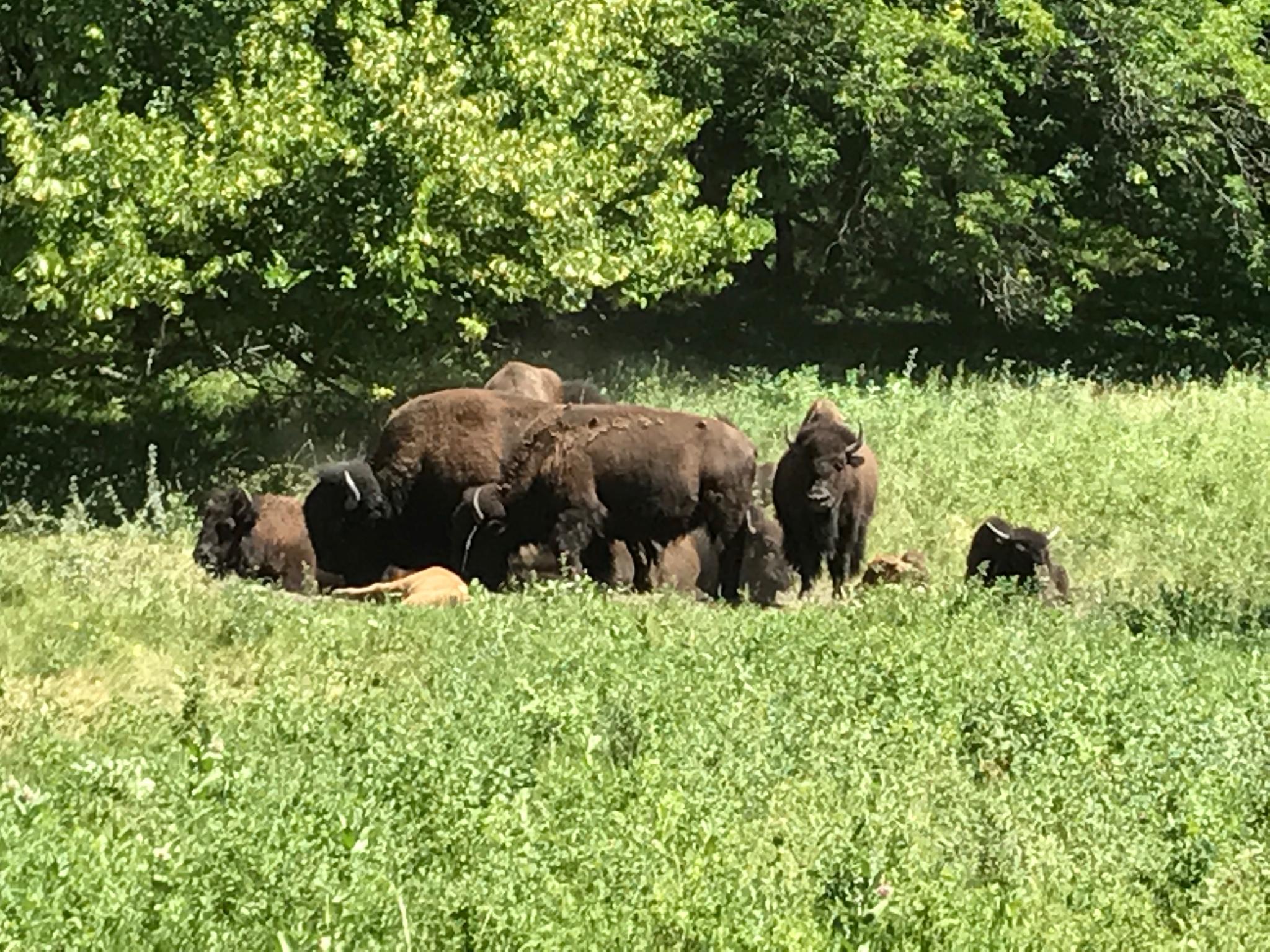 A herd of bison rests in a sunny, green field with trees.