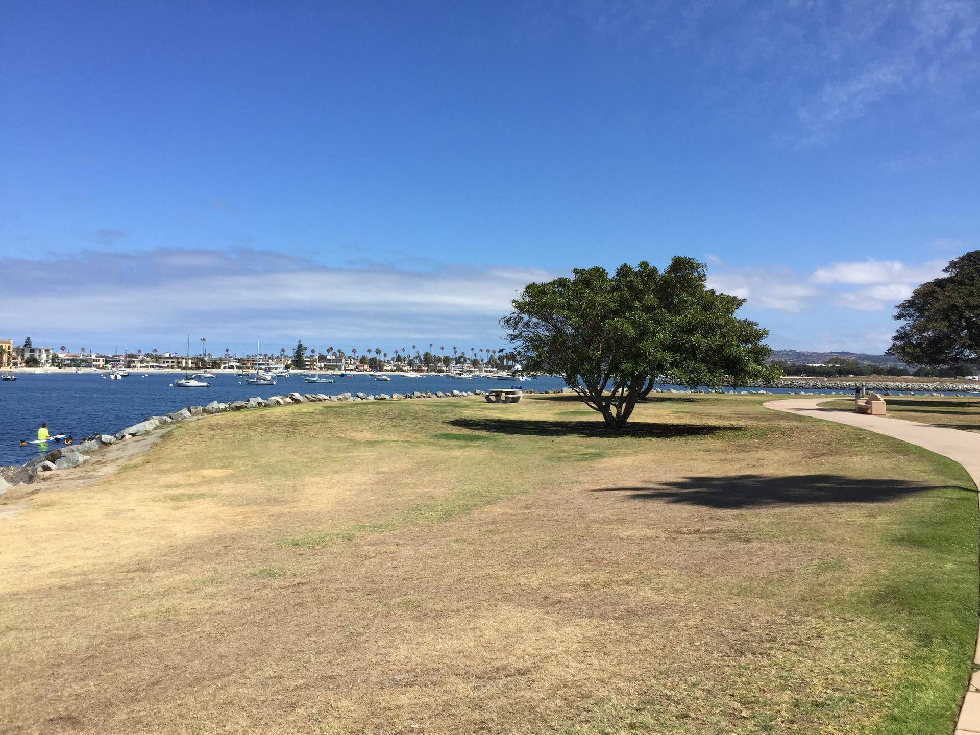 Sunny grassy park by a bay with a large tree and distant boats.