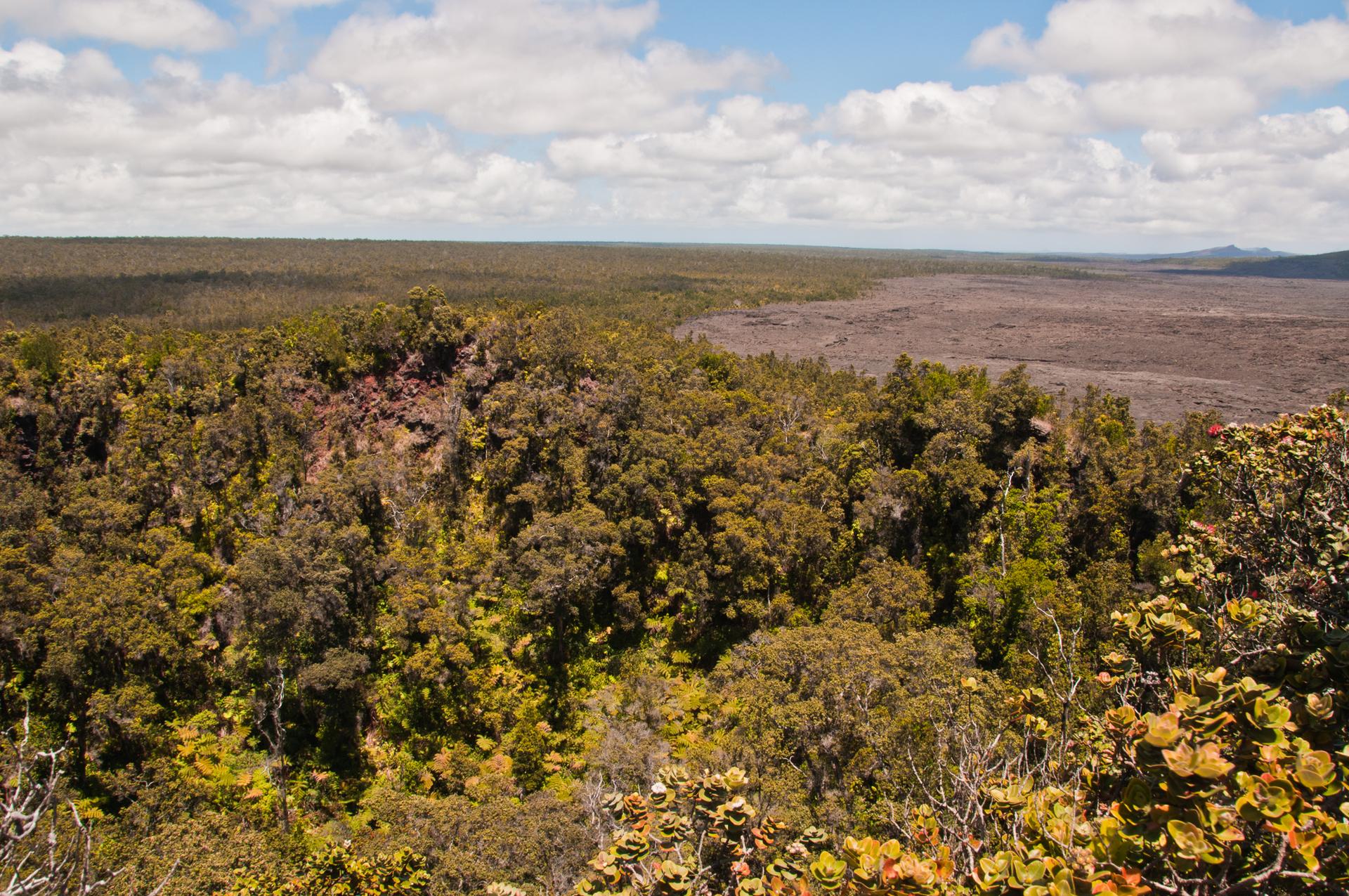 Dense green forest overlooking a vast, dark lava field under cloudy skies.