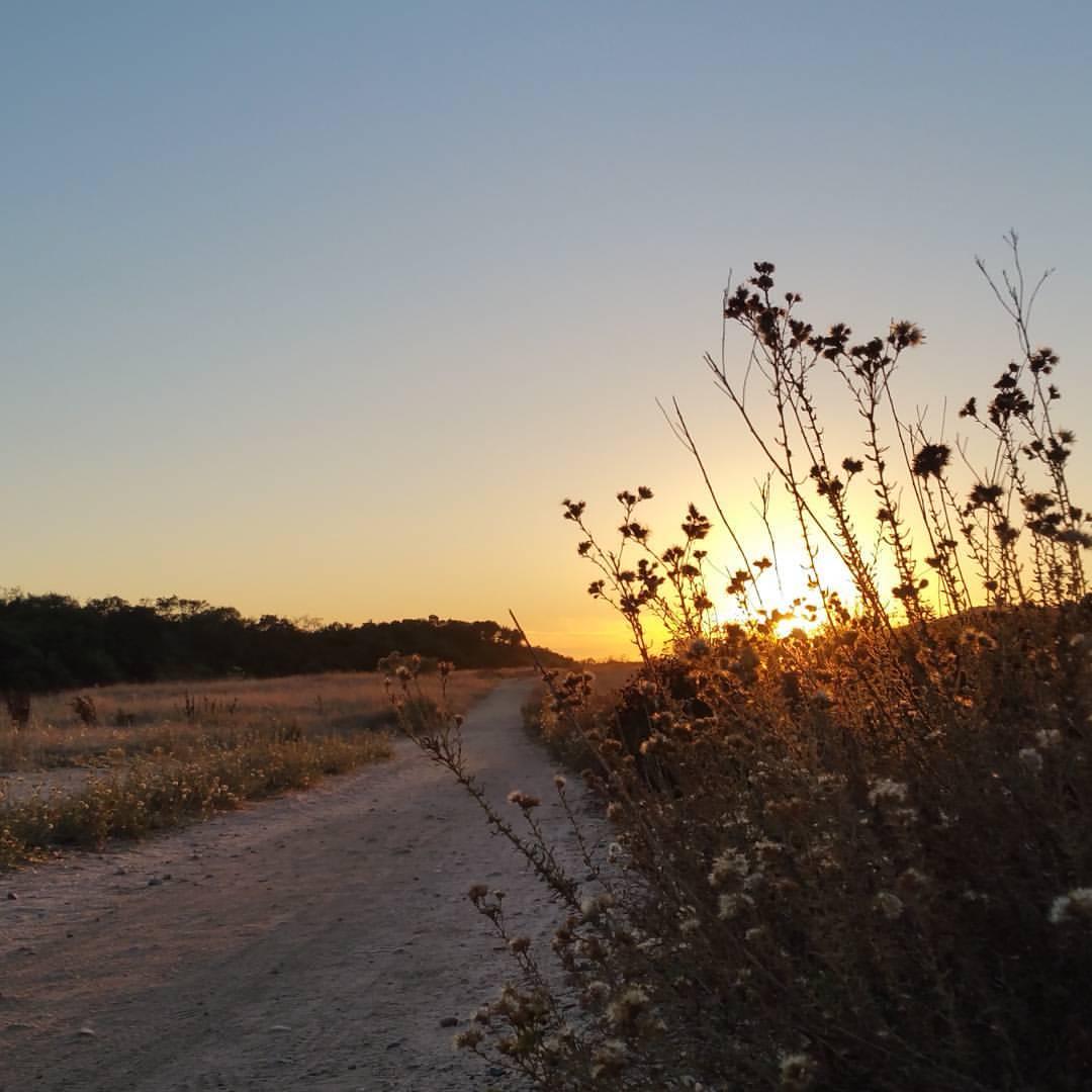 A dirt path through an open field with silhouetted plants at golden sunset.