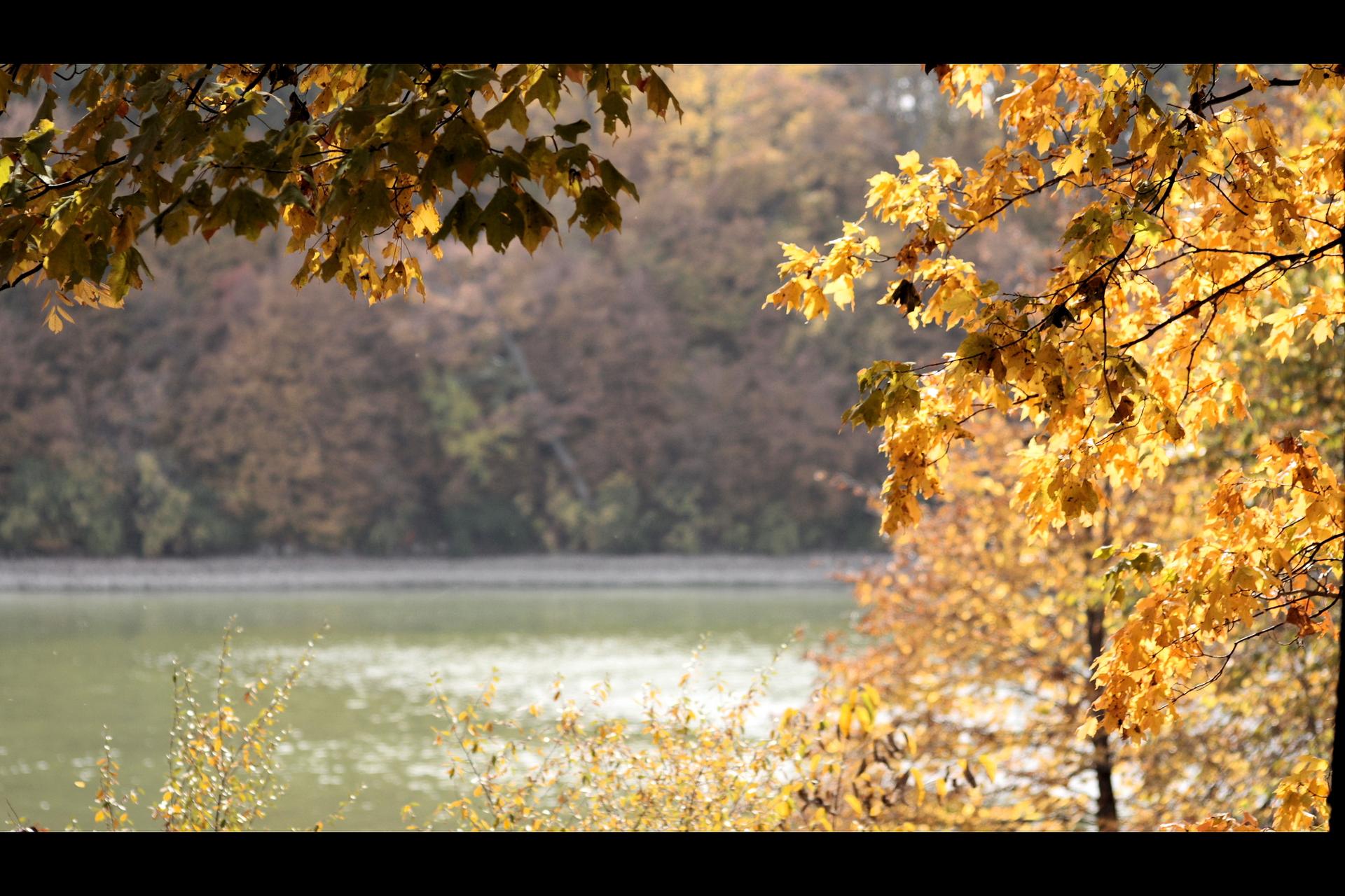 Golden autumn leaves frame a tranquil lake with distant trees.