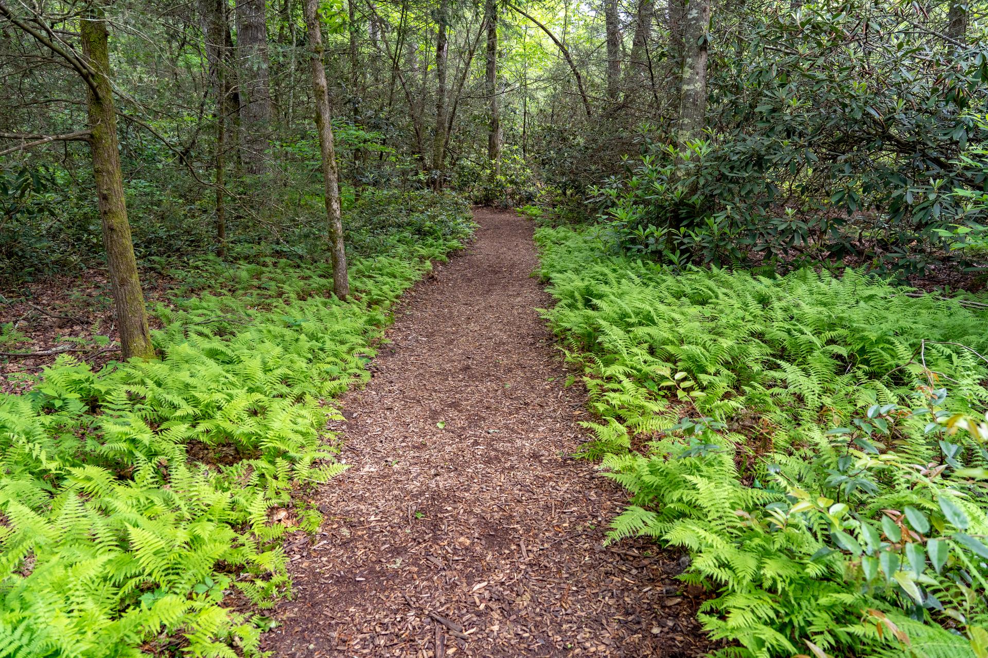 A narrow dirt path winds through a vibrant green fern-filled forest.