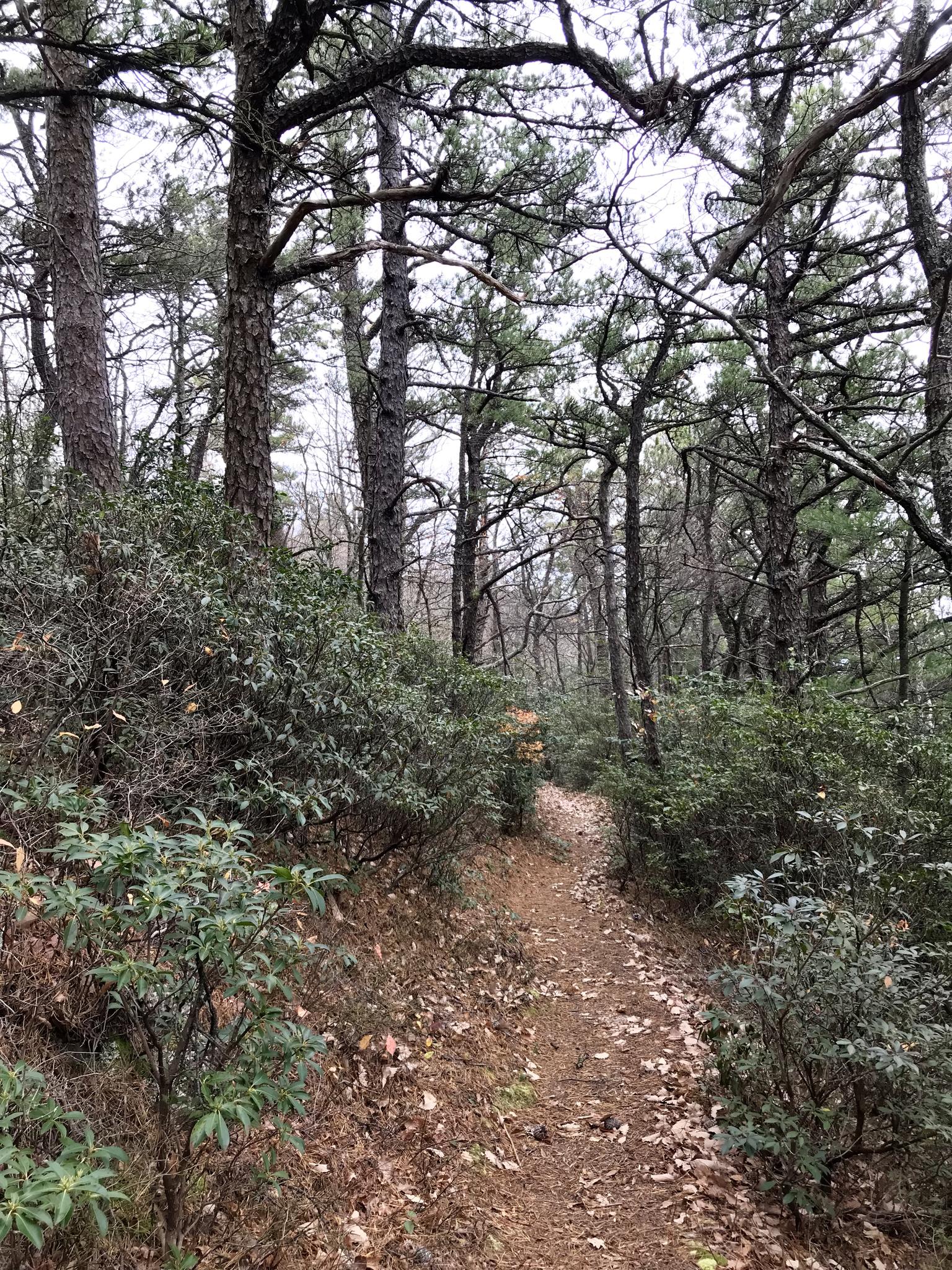 A narrow, leaf-strewn dirt path winds through a dense, overcast forest.