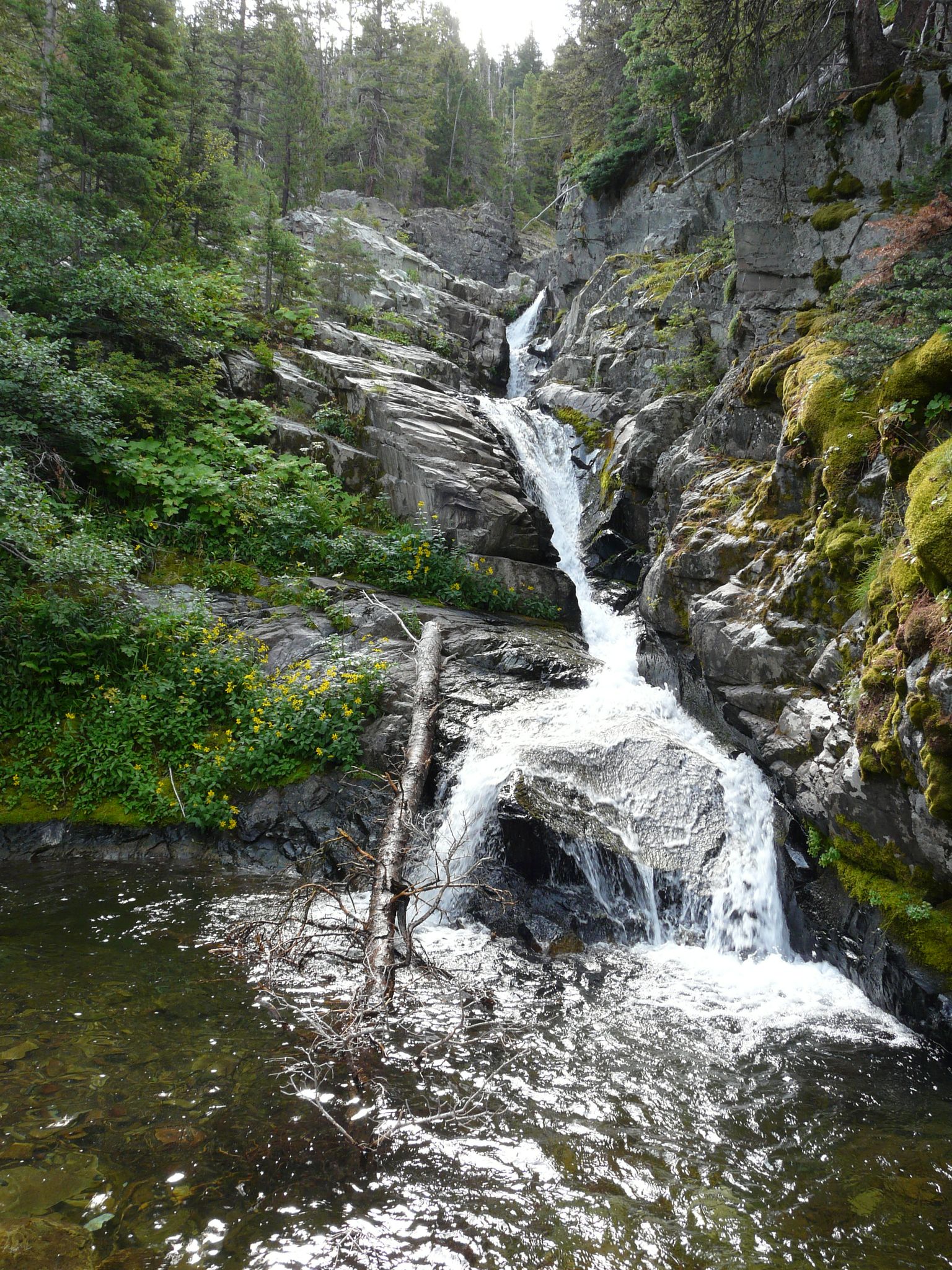 Cascading waterfall over mossy rocks into a clear pool, surrounded by dense forest. - Aster Falls