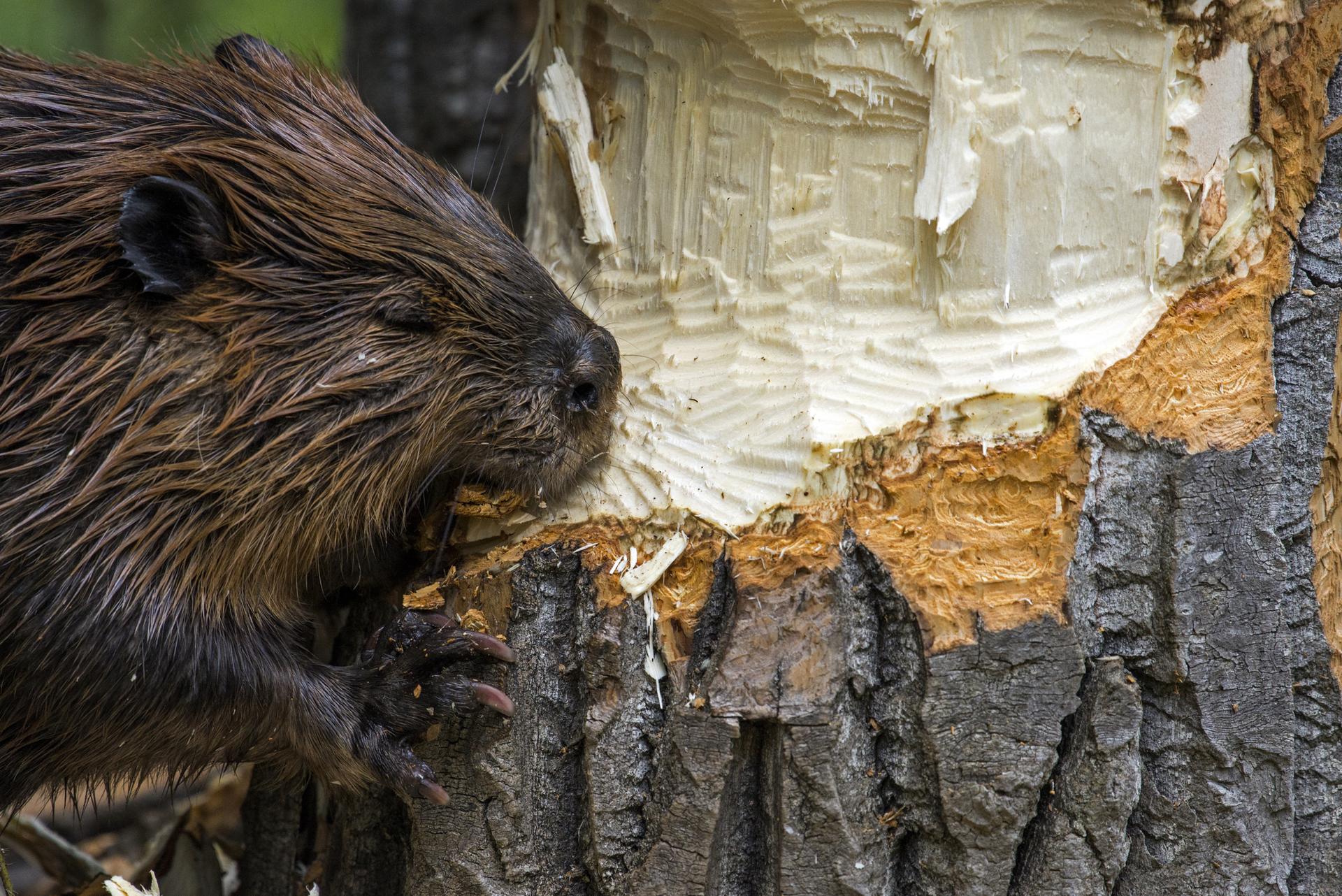 Close-up of a wet beaver gnawing on a tree trunk in natural light.