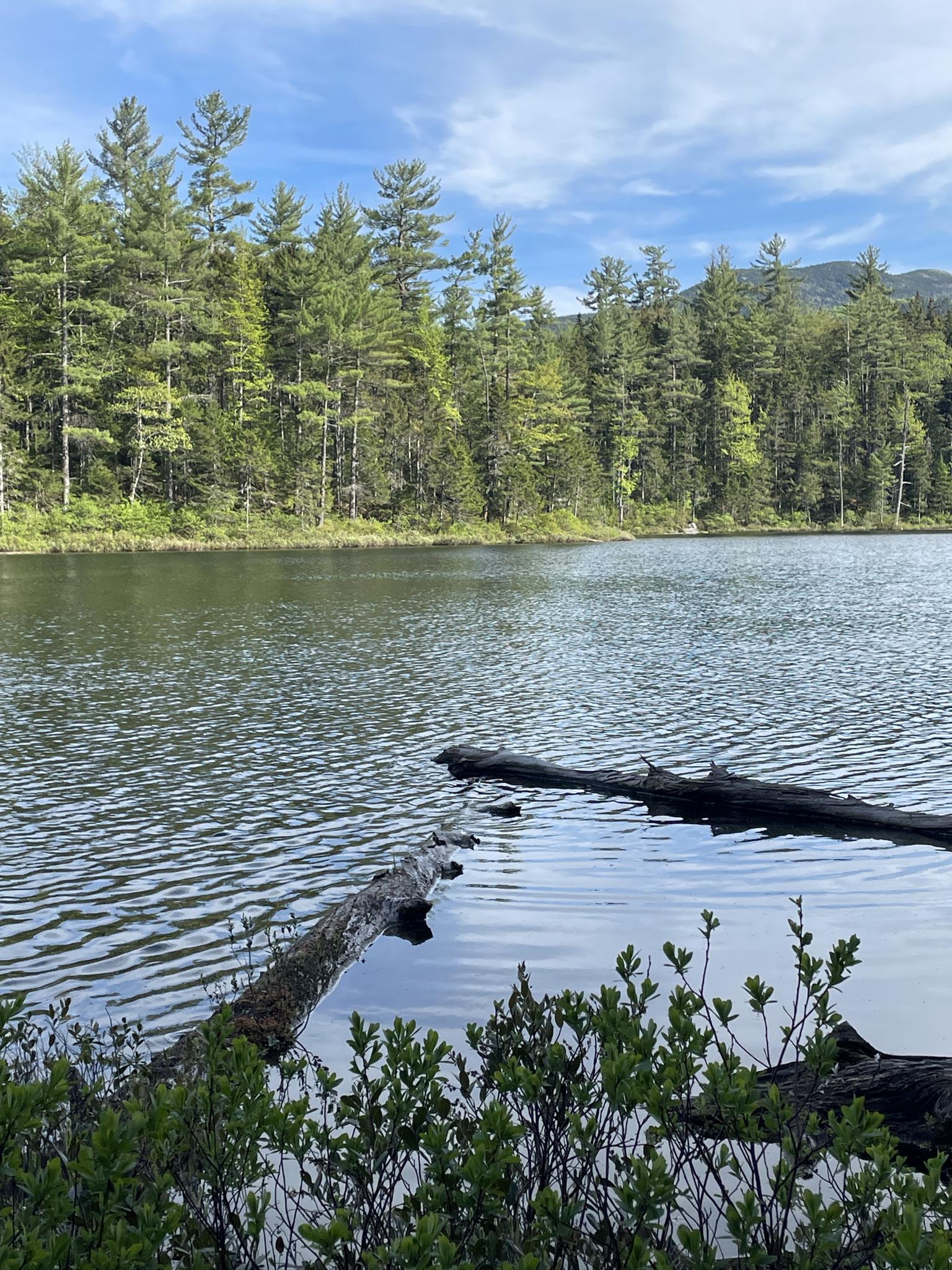 Calm lake with fallen logs and tall pine trees under a bright sky.