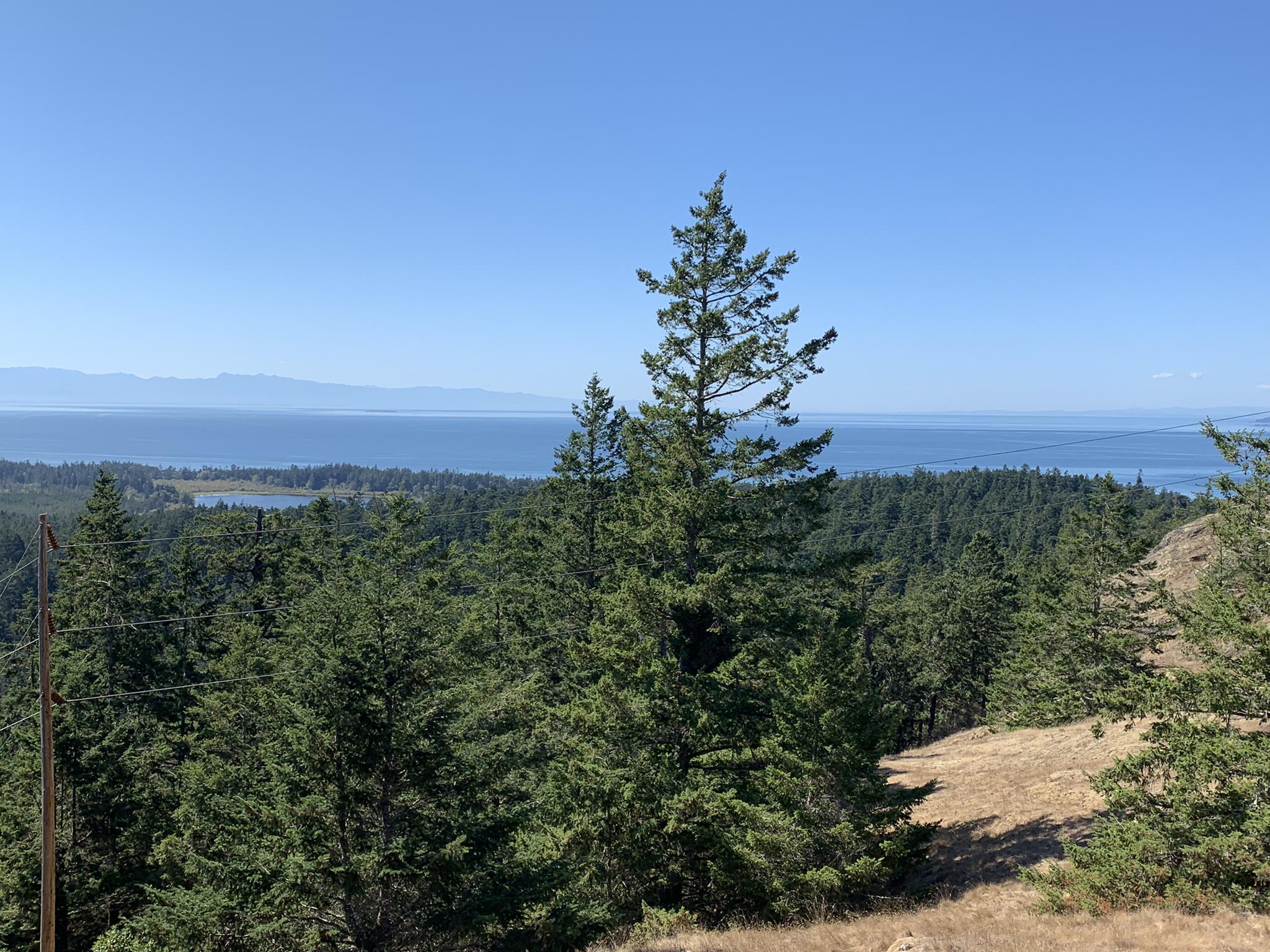 A dense forest of pine trees overlooks a wide blue ocean under a clear sky.