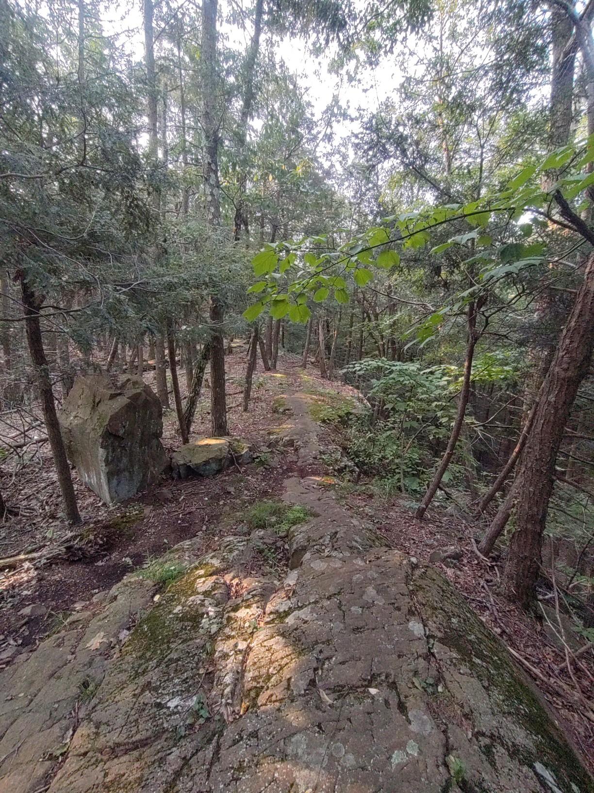 A narrow, rocky path winds through a dense, sun-dappled forest.