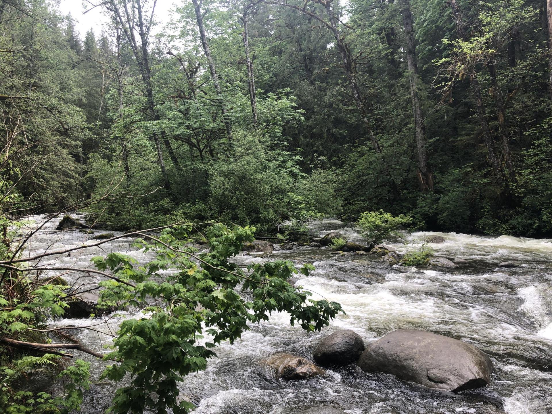 A fast-flowing river with white water rapids winds through a dense green forest.