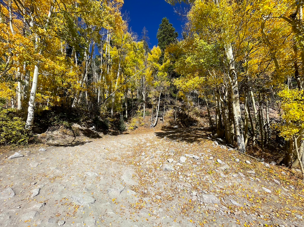 A dirt path forks through a vibrant autumn forest of yellow aspen trees. - Mount Princeton Lucky Mine Trail