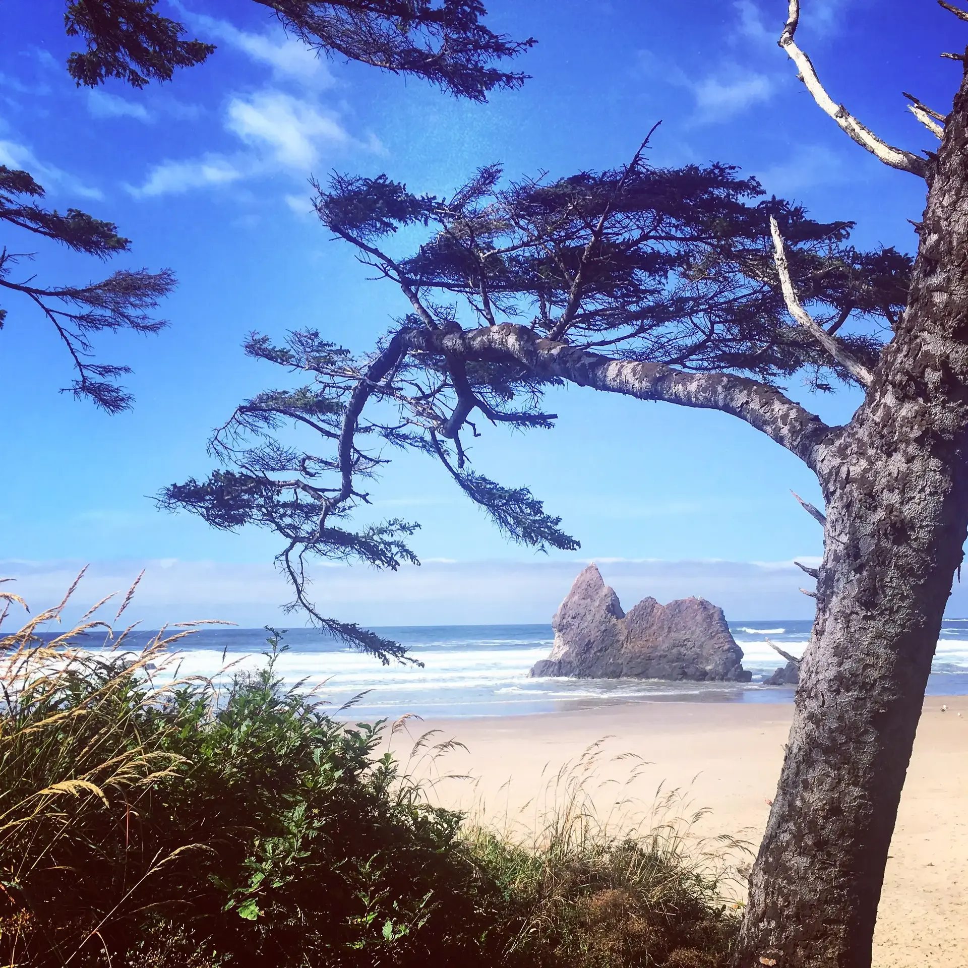 Sunny beach with a sea stack and a gnarled tree in the foreground.