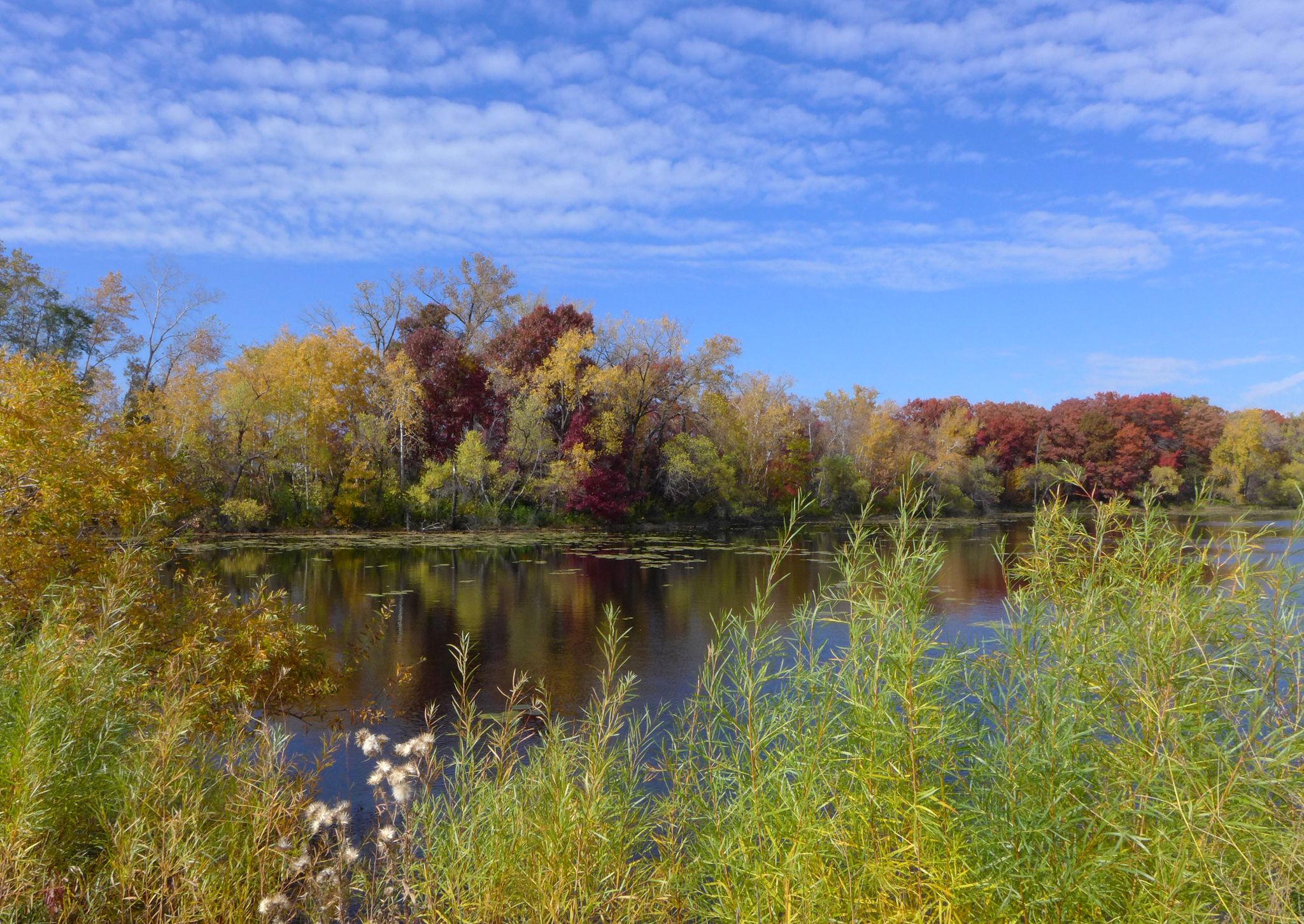 A vibrant autumn forest lines a calm river under a bright blue sky. - Langton Lake Park loop