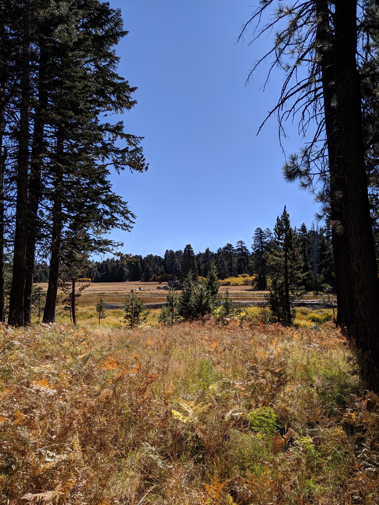 Bright daylight illuminates a grassy field framed by tall pine trees.