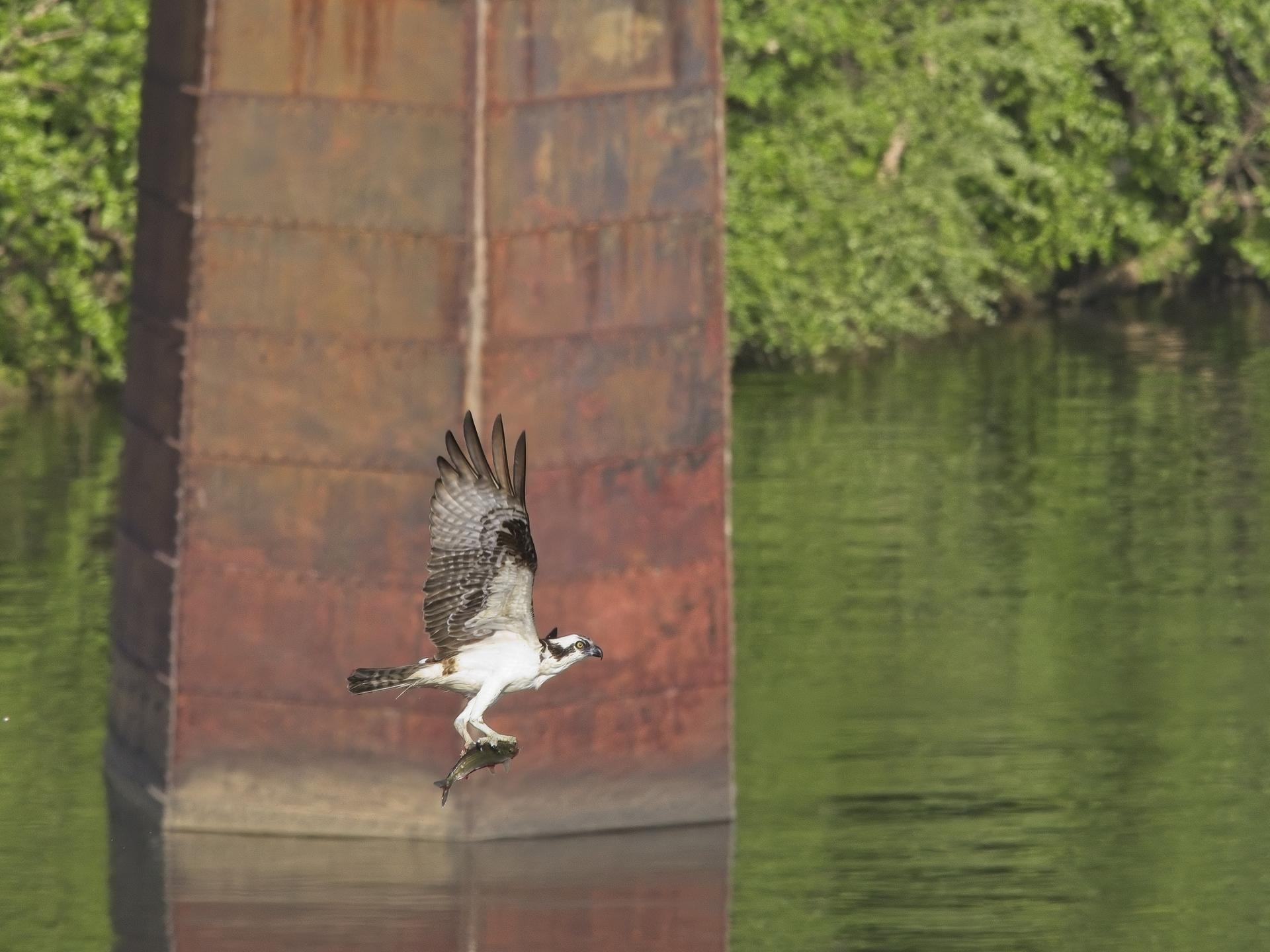 Osprey in flight over green water next to a rusty bridge support.