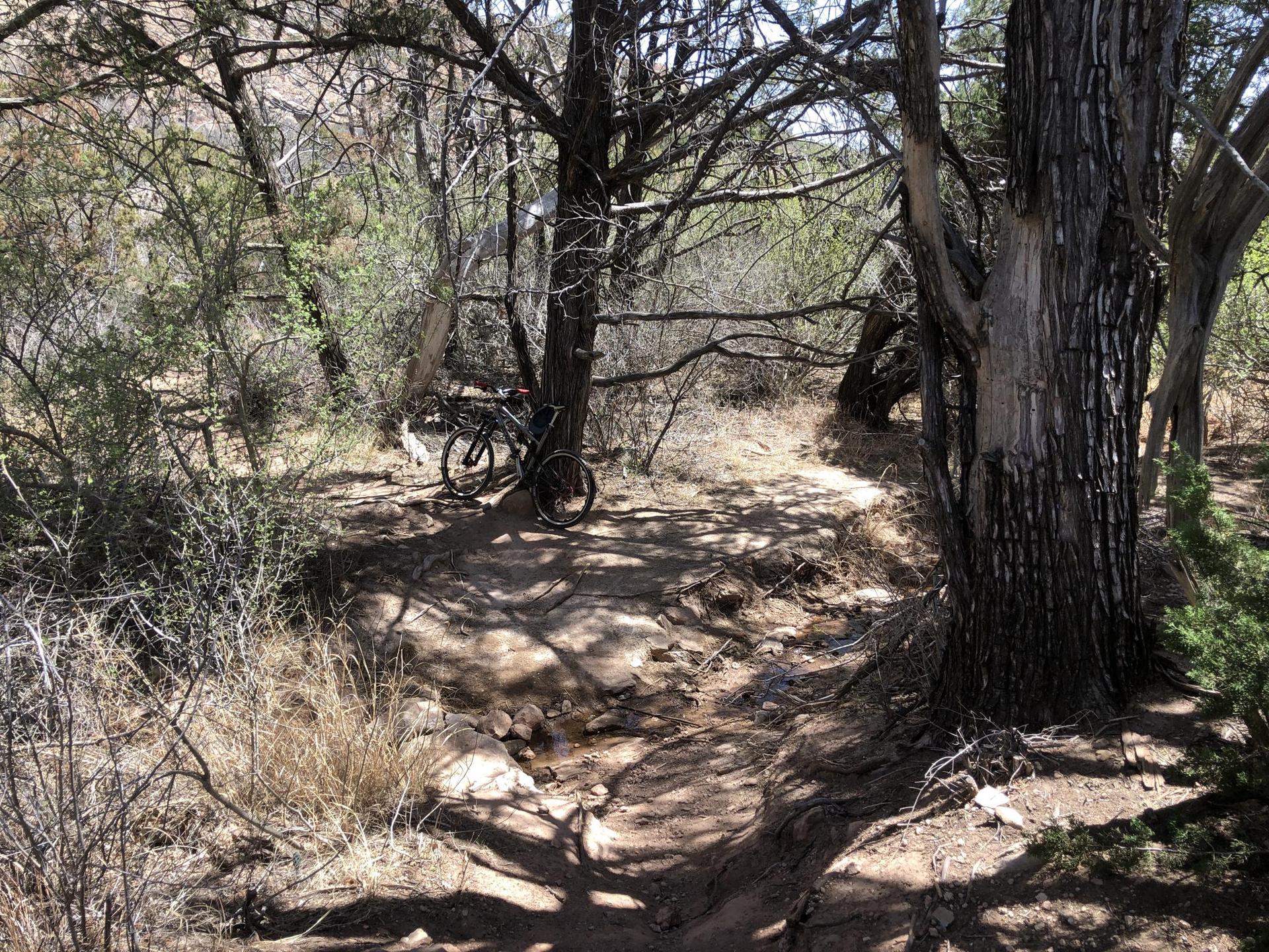 Mountain bike parked on a shaded dirt trail among trees and bushes.