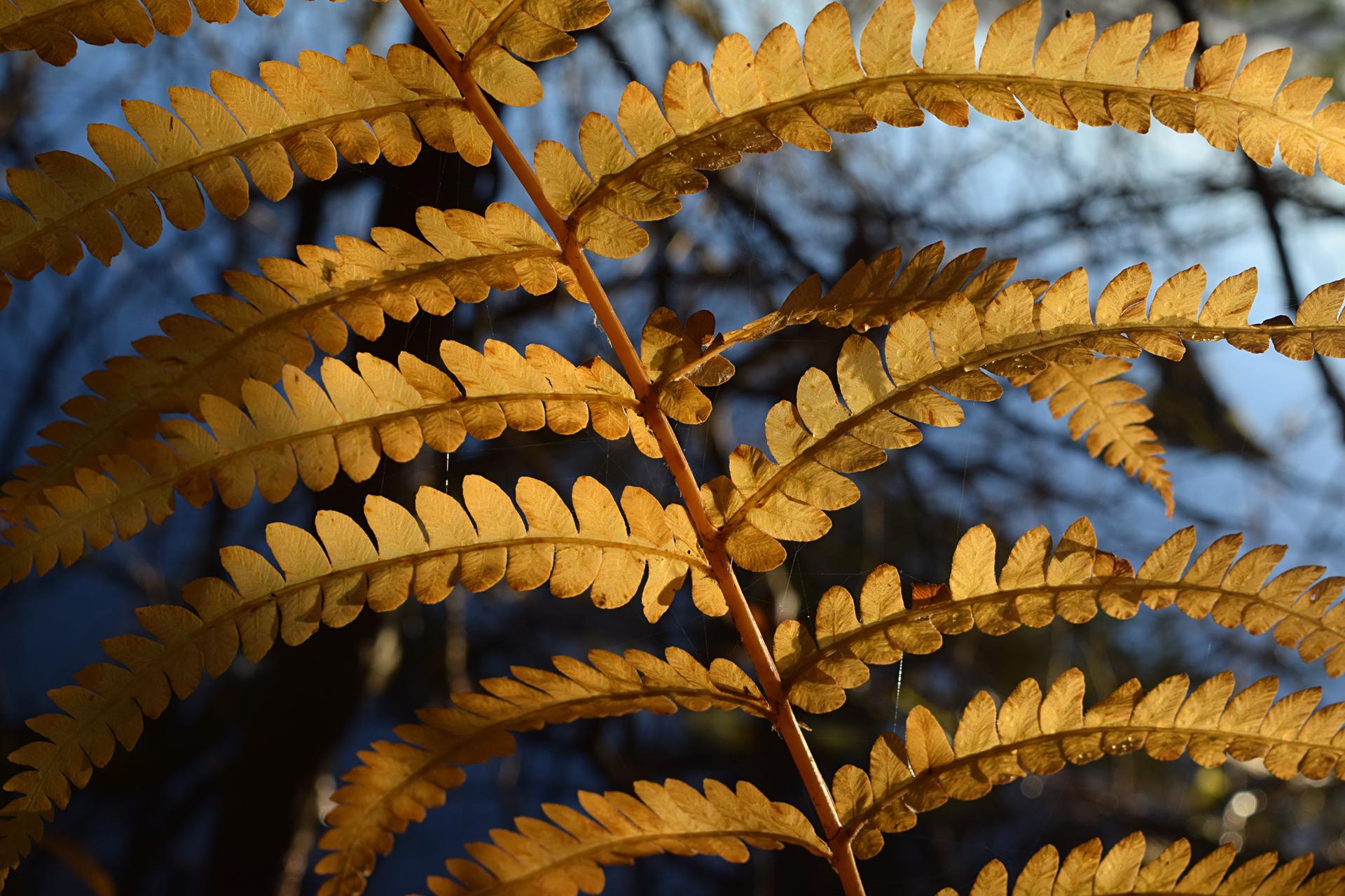 Close-up of a golden fern frond backlit by warm sunlight against a dark background.
