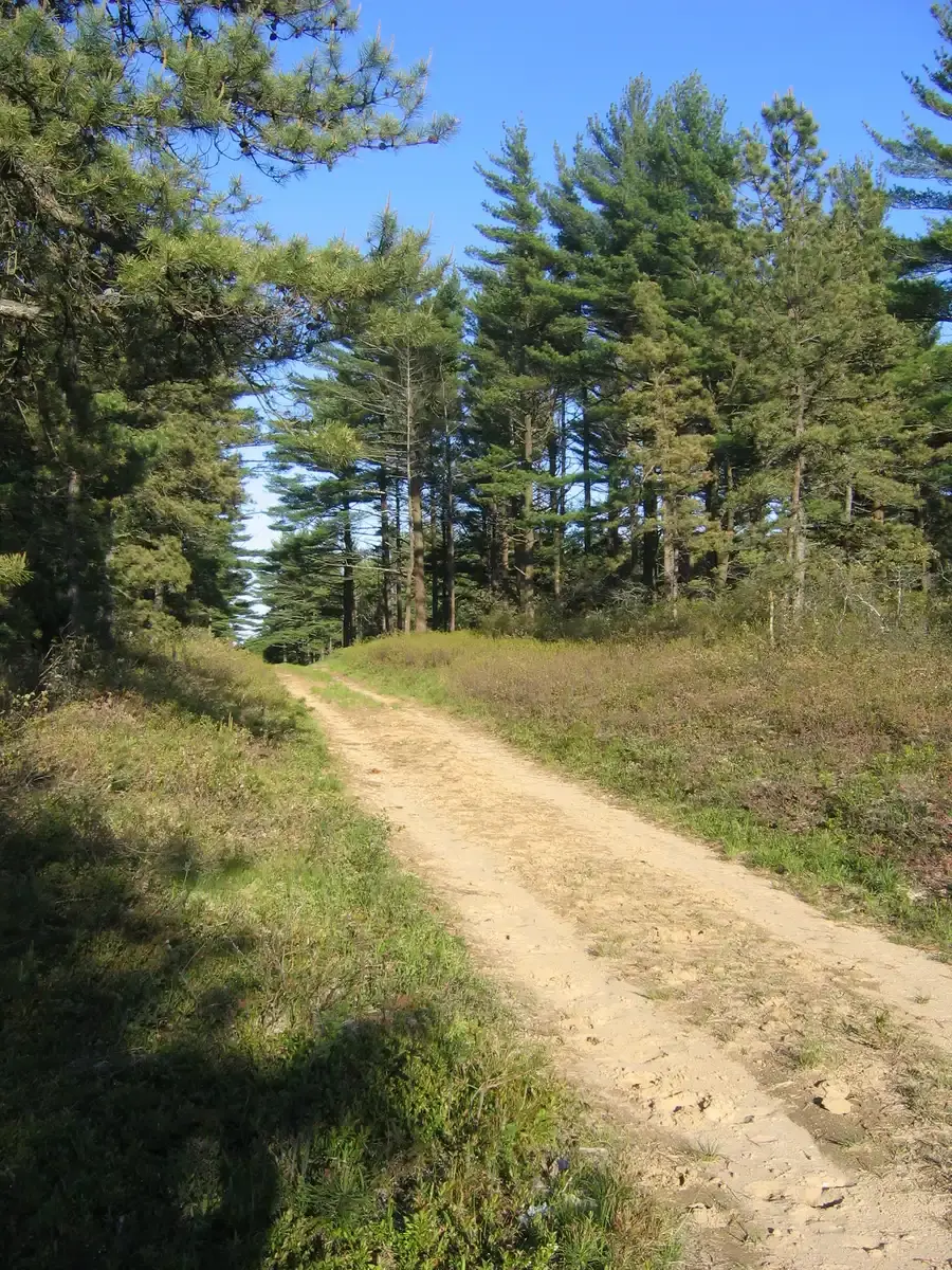 Sunny dirt path winding uphill through a dense pine forest.