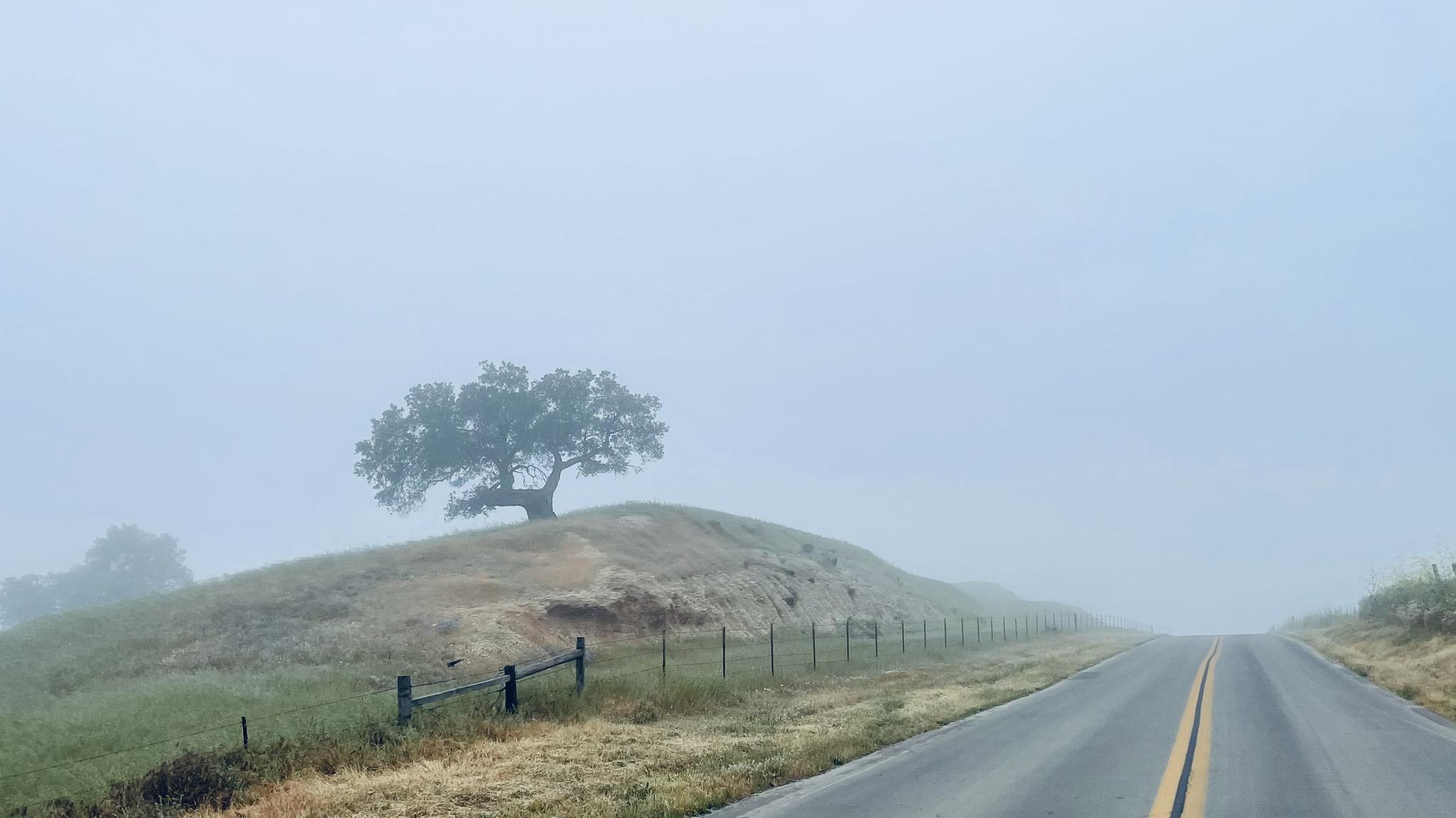 A foggy road leading past a lone tree on a grassy hill.