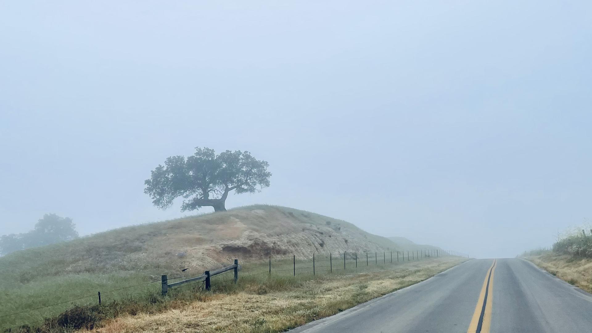 A foggy road leading past a lone tree on a grassy hill.
