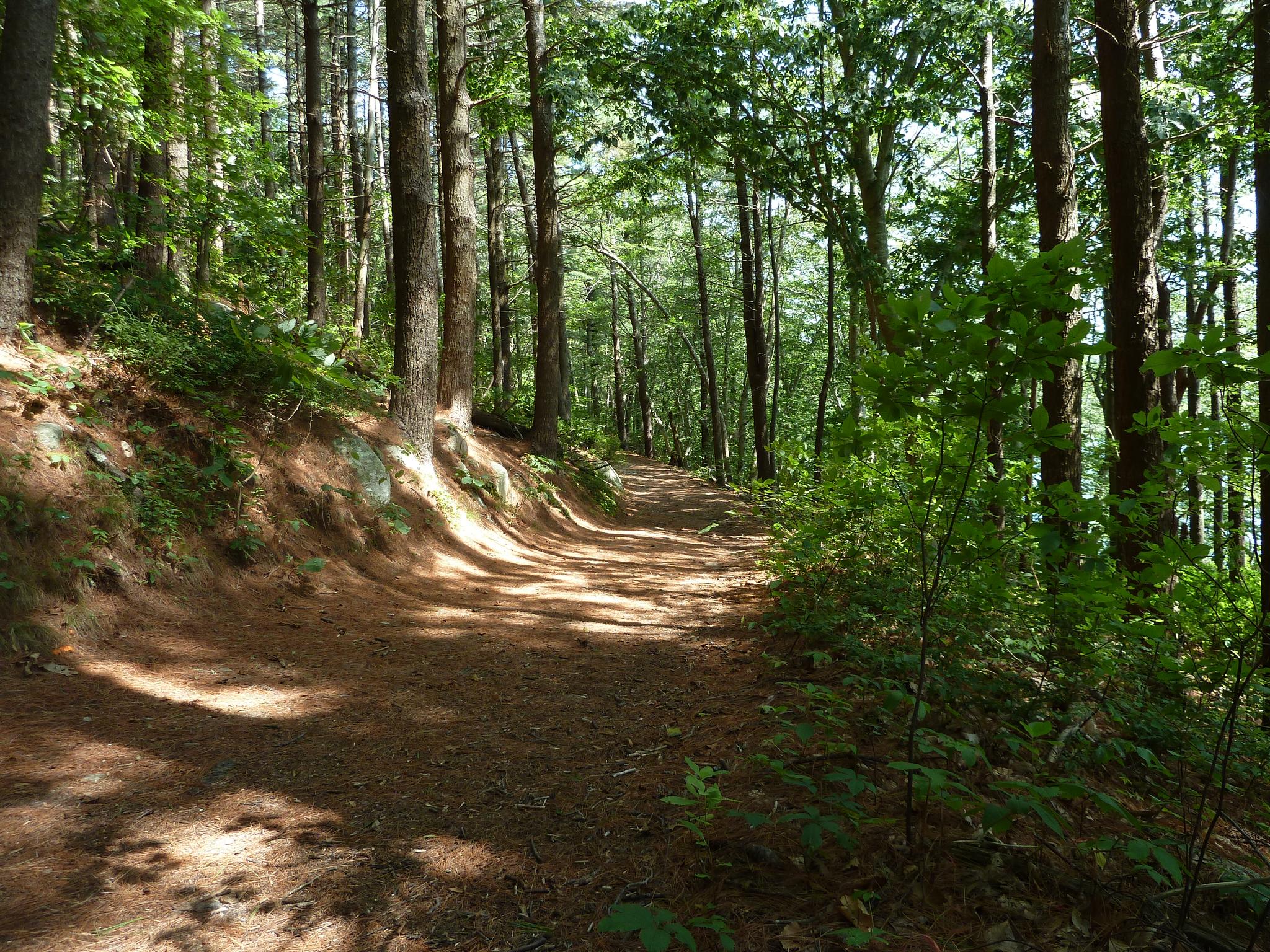 A sun-dappled dirt path winds through a dense, green forest on a bright day.