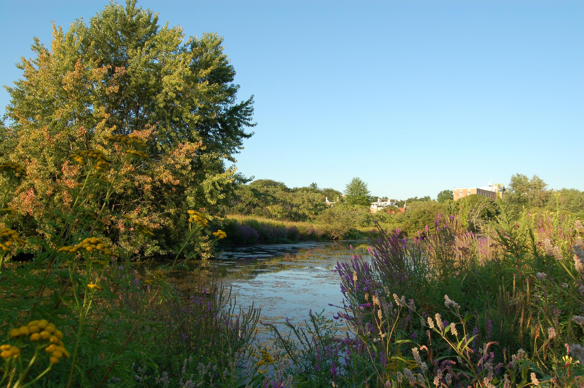 A winding river flows through vibrant wildflowers and green foliage.