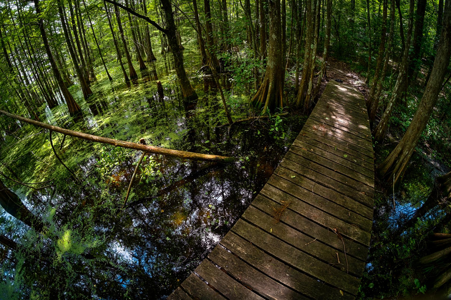 Wooden boardwalk winding through a lush, green, sun-dappled swamp forest.