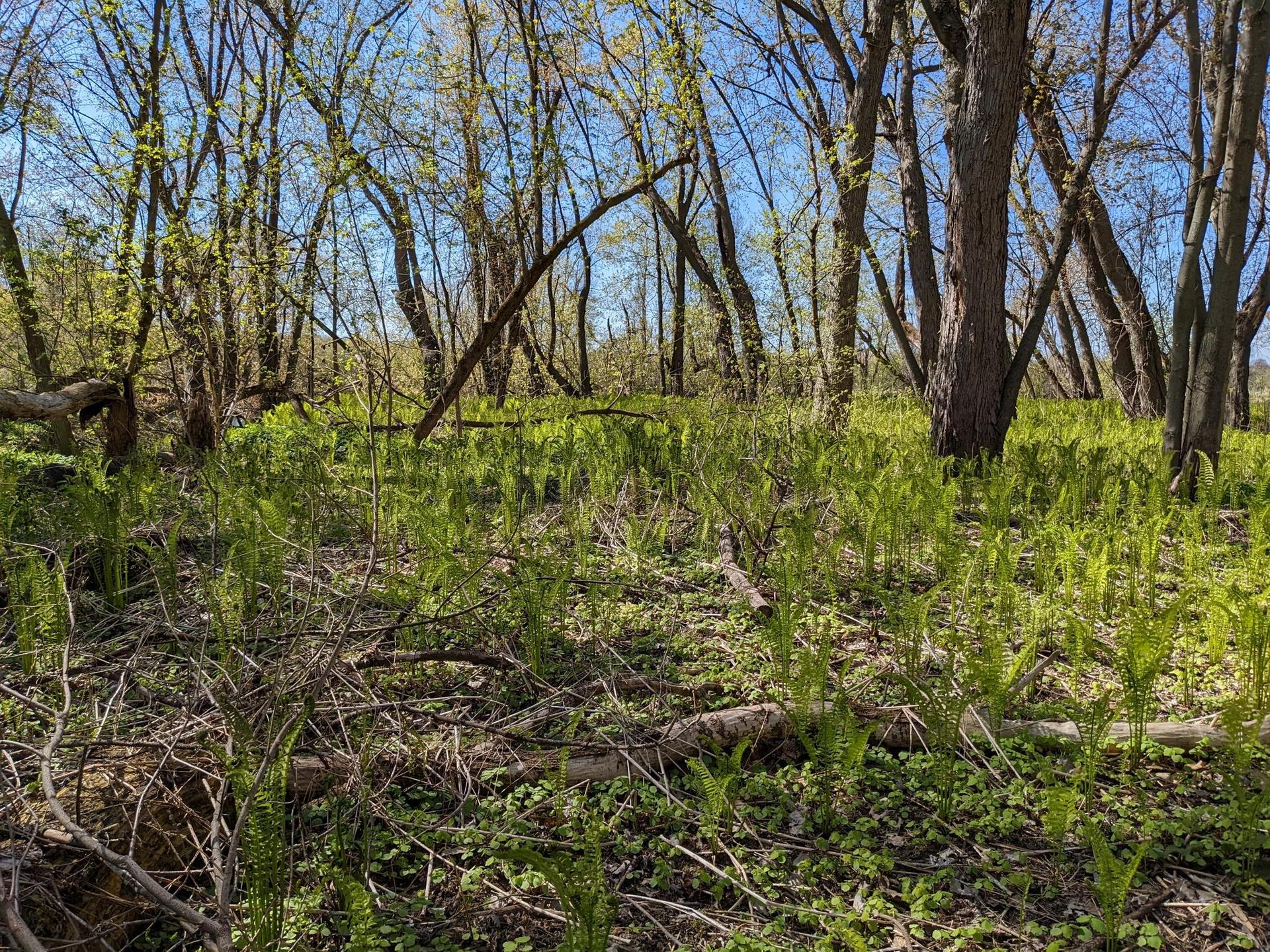 Sunny woodland scene with a forest floor covered in vibrant green ferns.