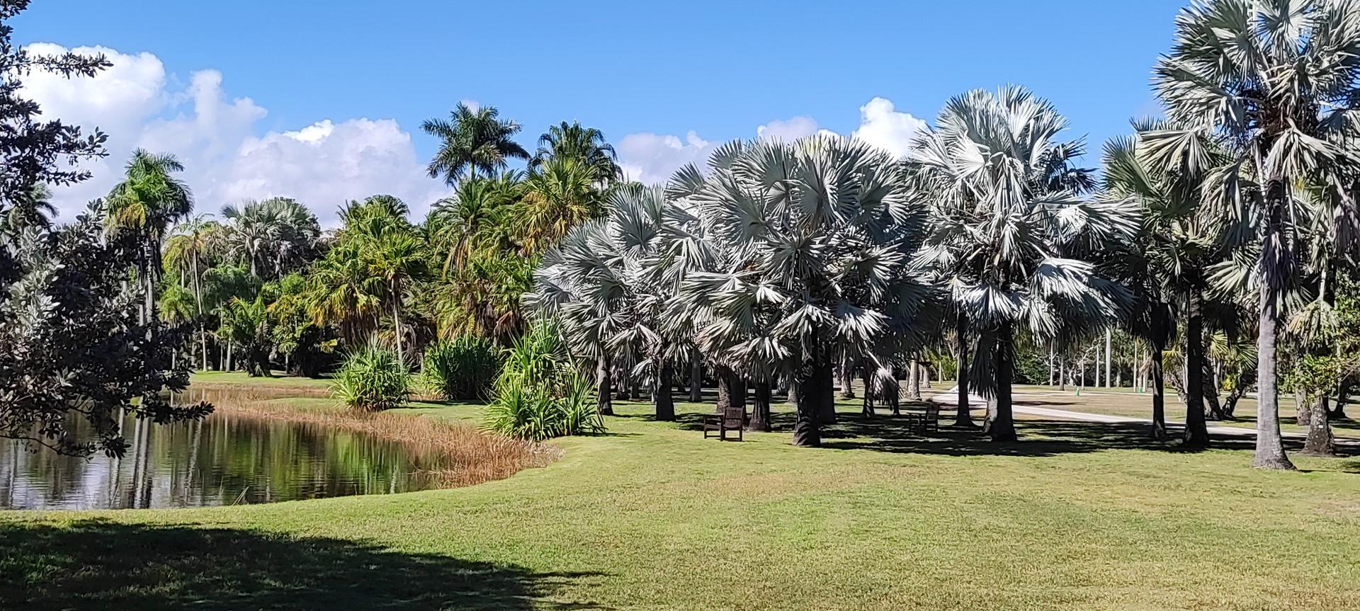 Sunny landscape with diverse palm trees, green grass, and a pond.