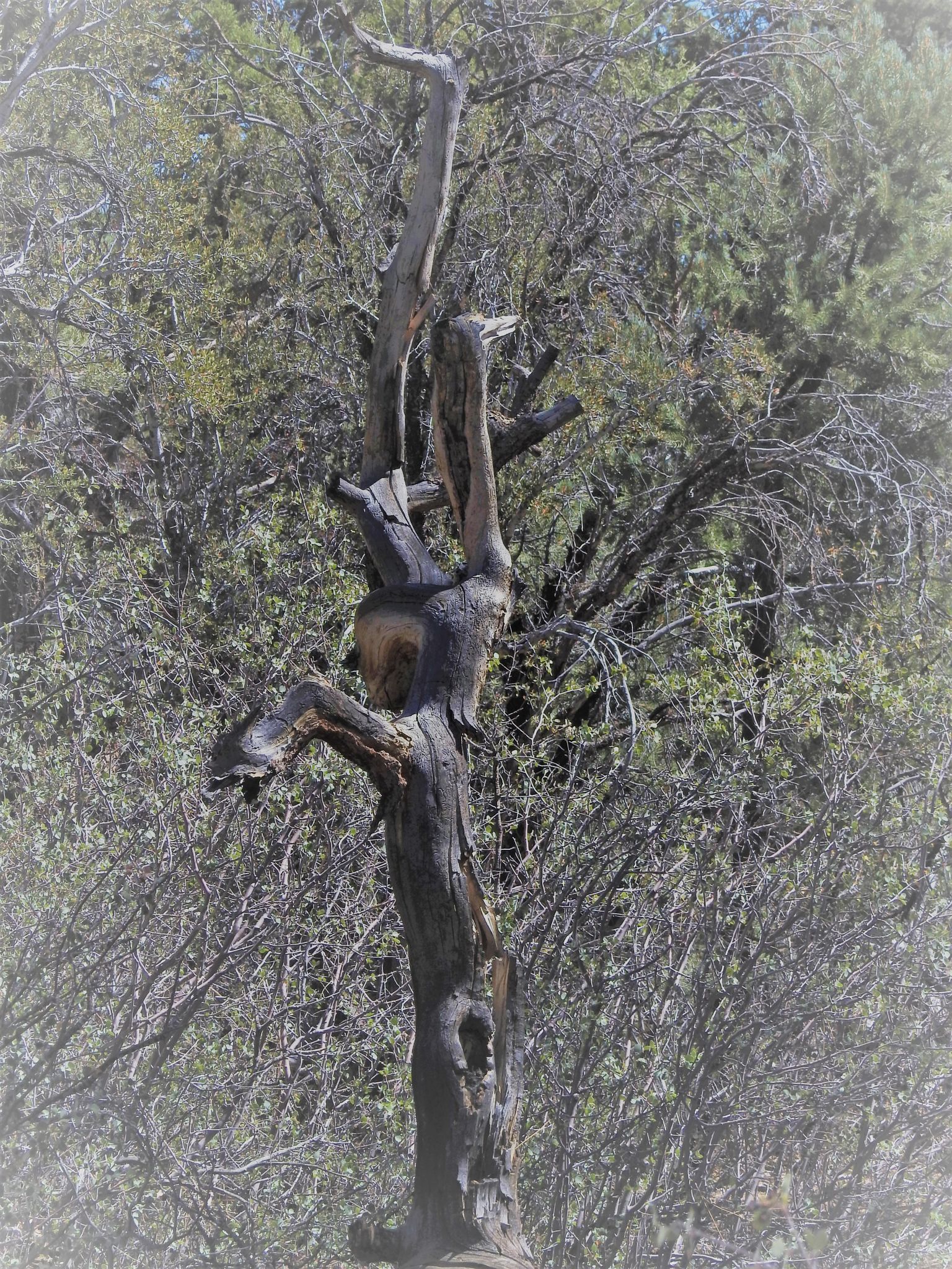 Charred, gnarled tree trunk in bright daylight against a dense green background. - Bow Canyon to Moon Ridge Loop
