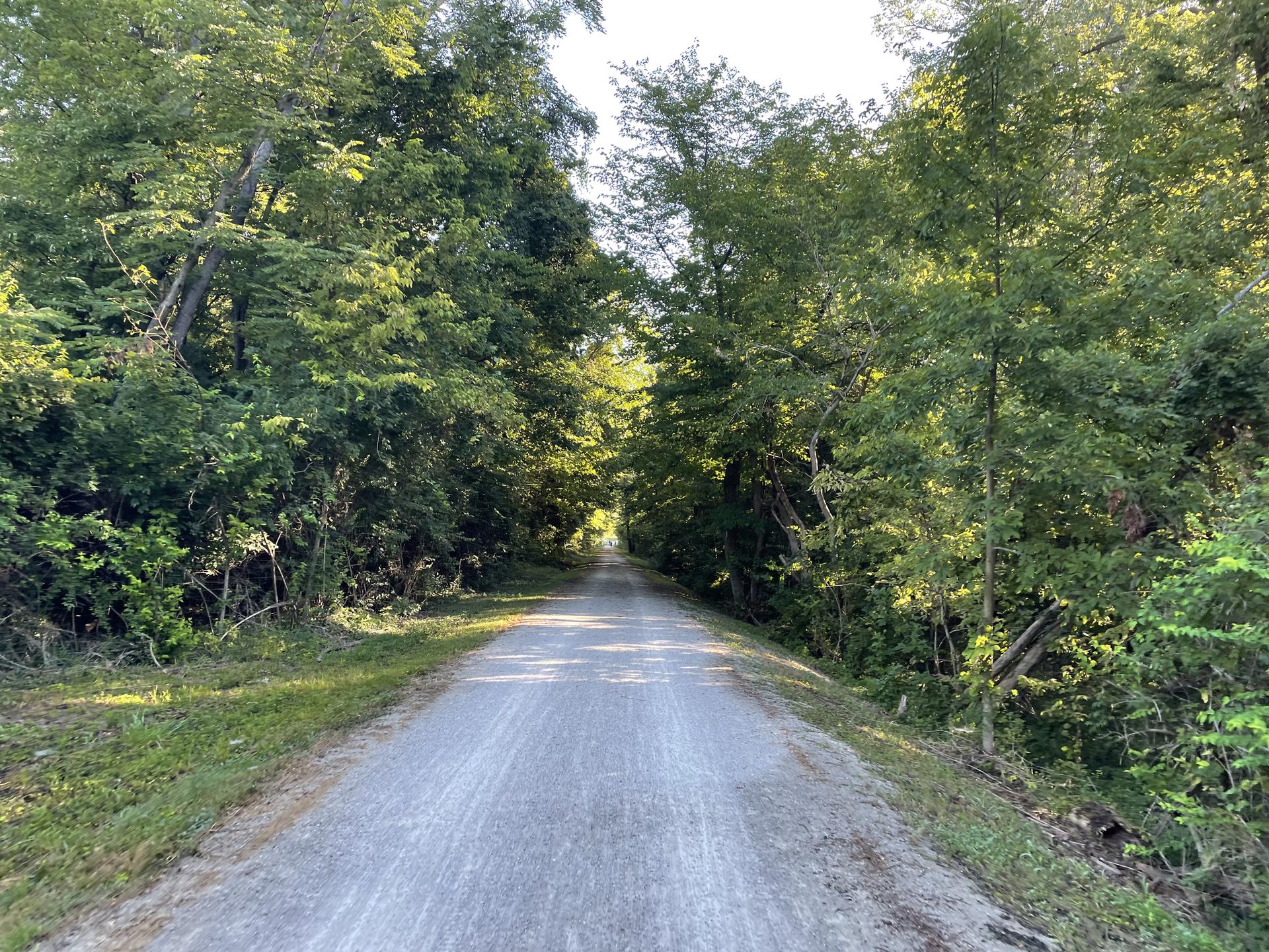 Straight unpaved path through dense green trees, bright sunlight filtering through.