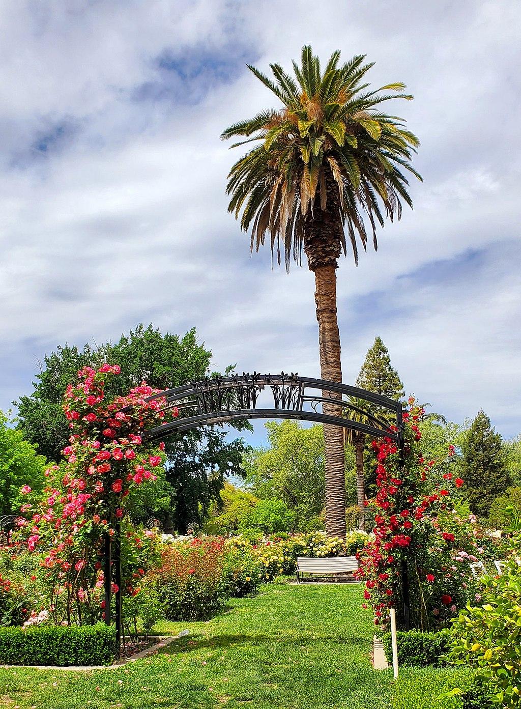 A rose-covered arch and tall palm tree in a vibrant garden.