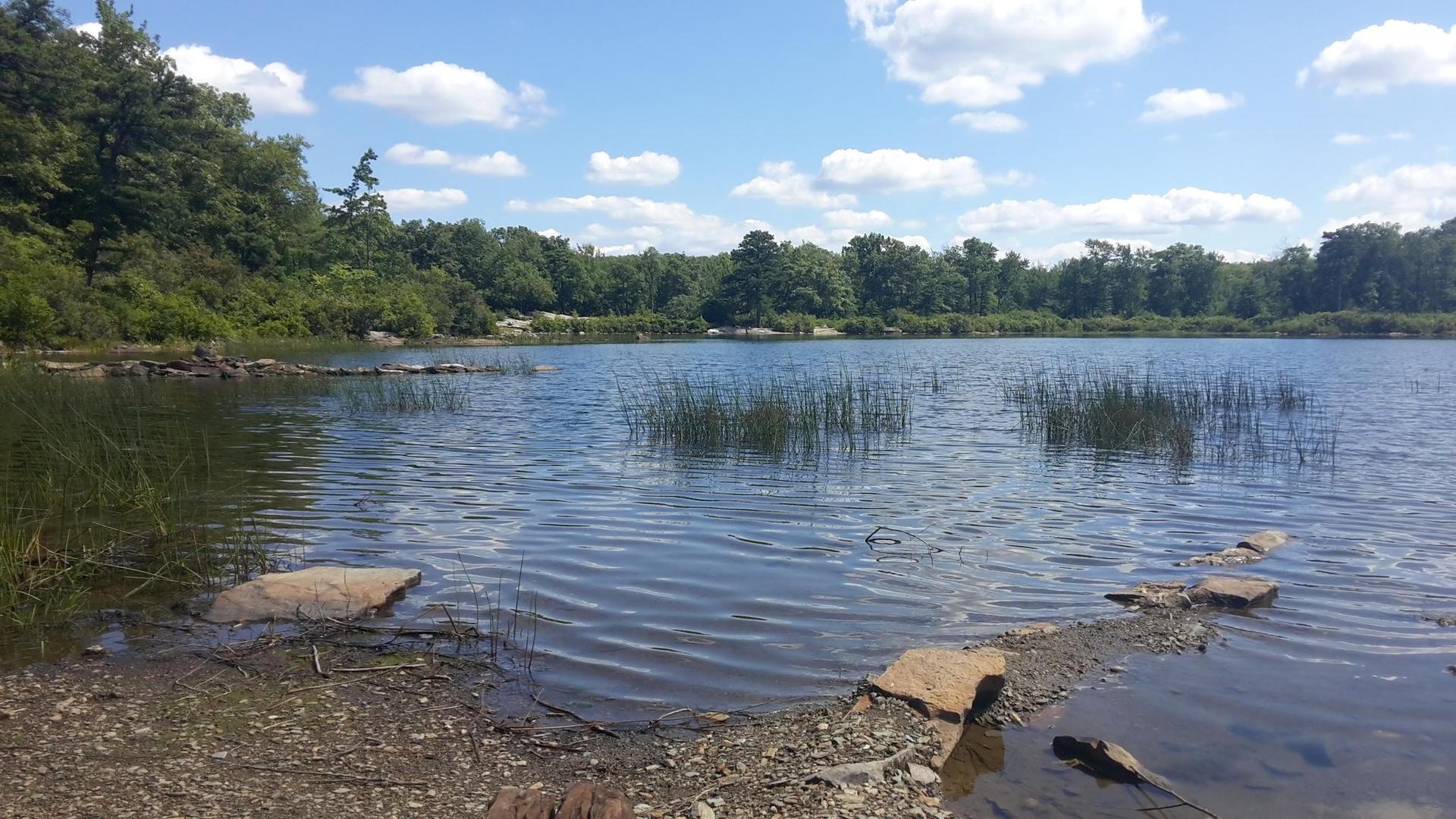 Lake with reeds, rocky shore, and distant trees under blue sky.