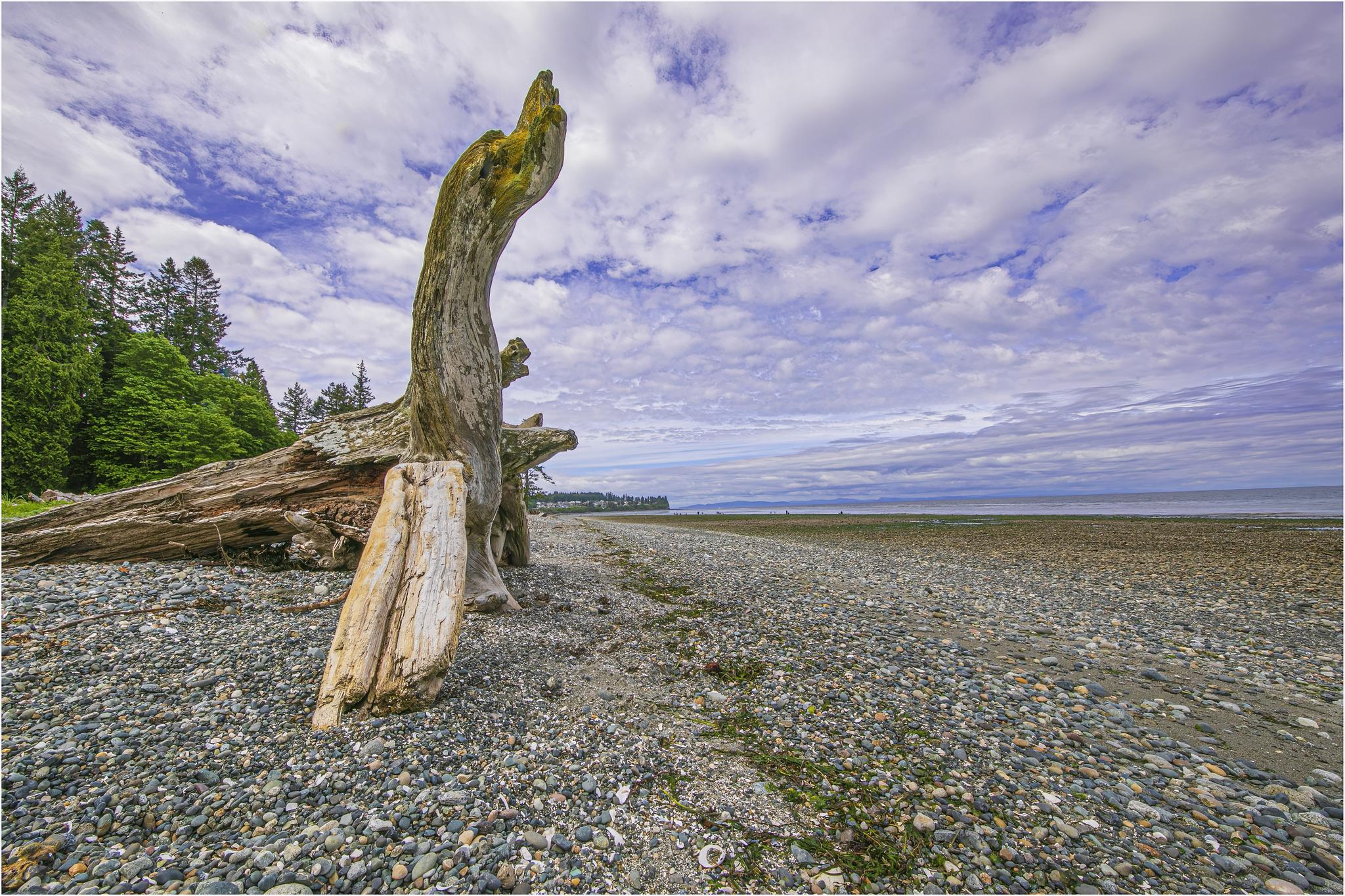 Large driftwood on a wide pebble beach under a cloudy sky.